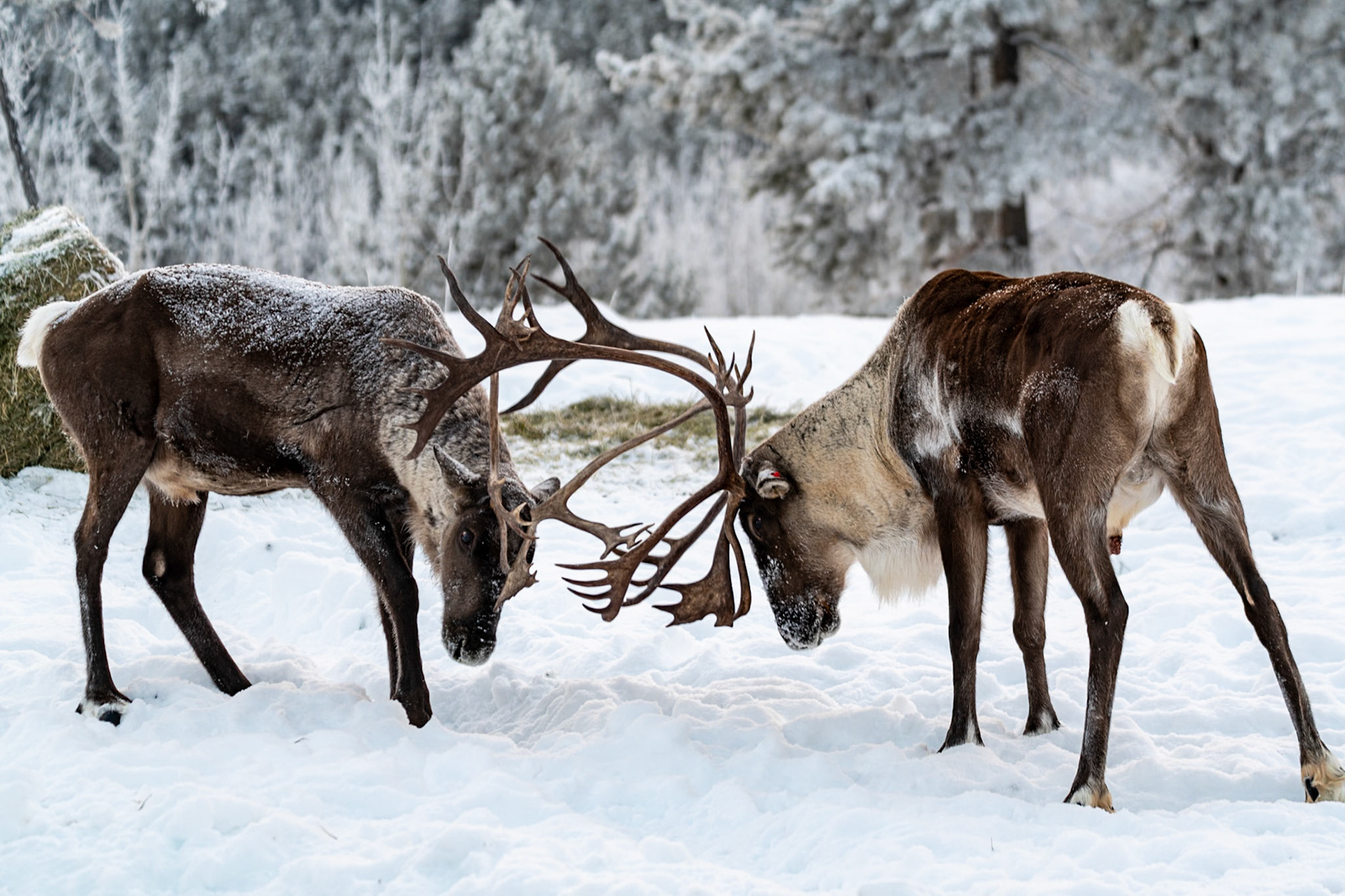 Caribous at Yukon Wildlife Preserve