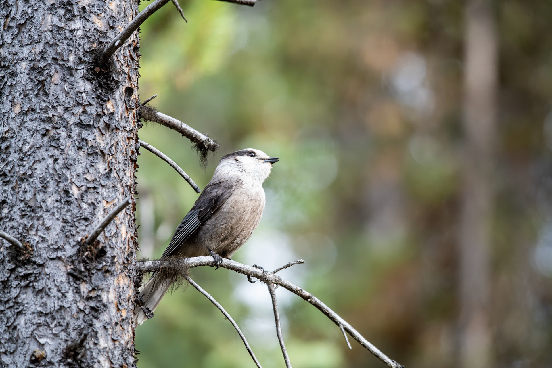 Canadian Jay near Moose lake