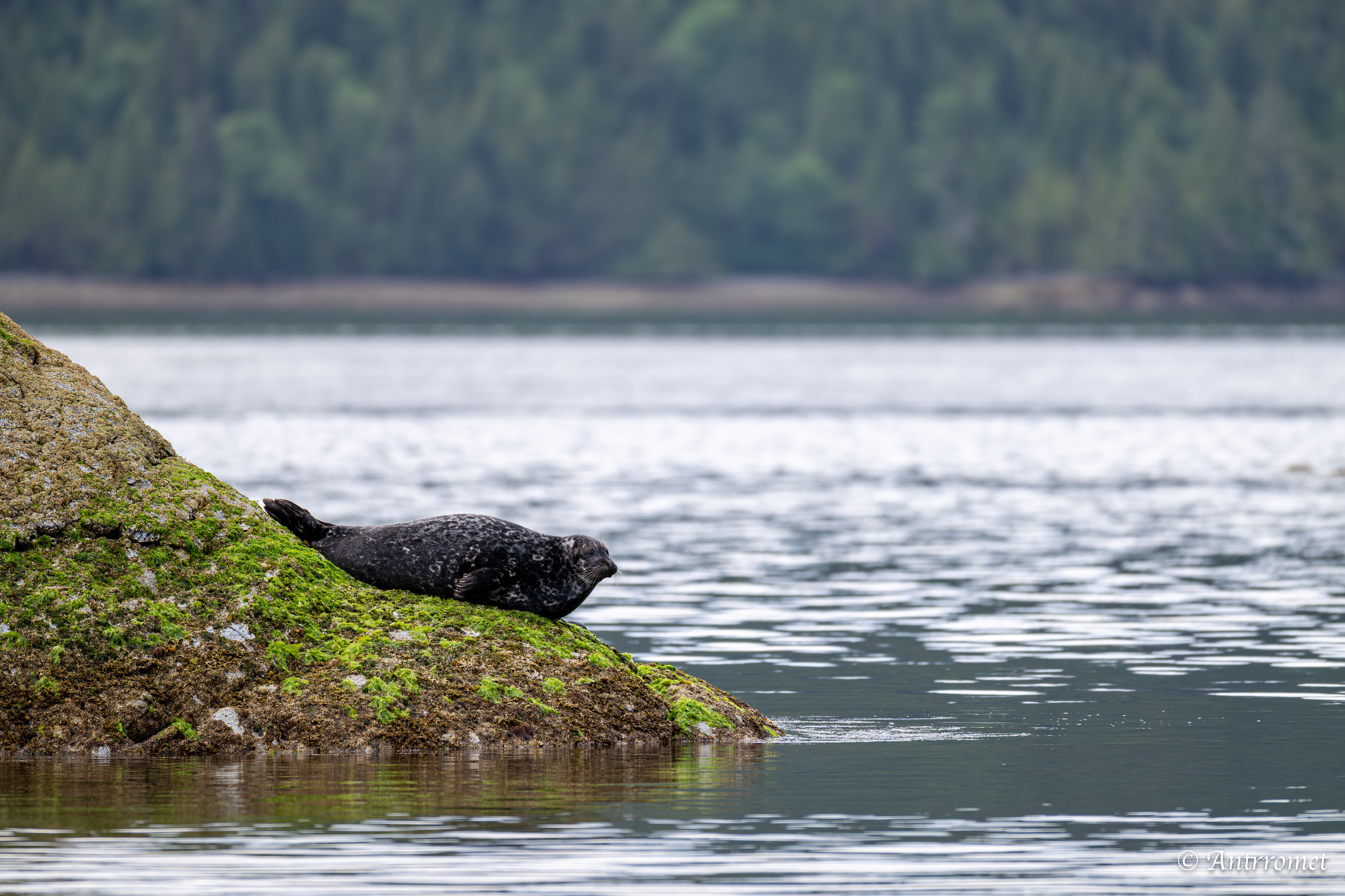 Harbor seal