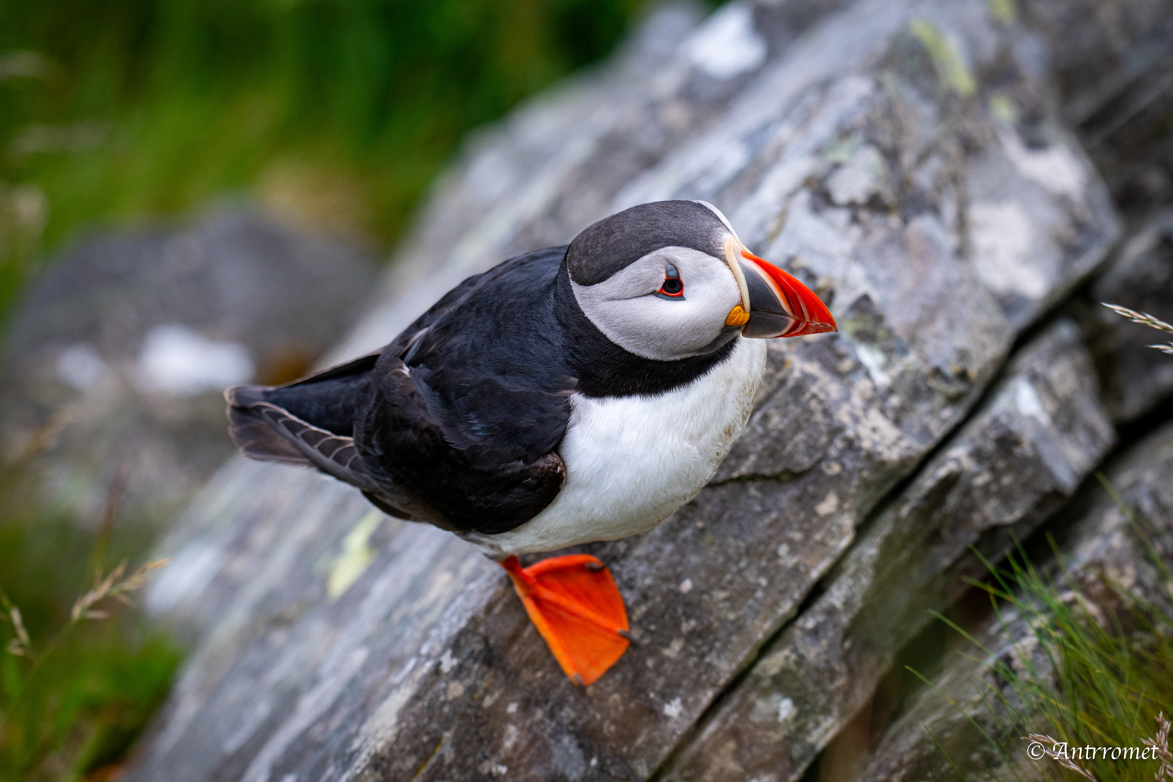 Puffin viewing point, Runde