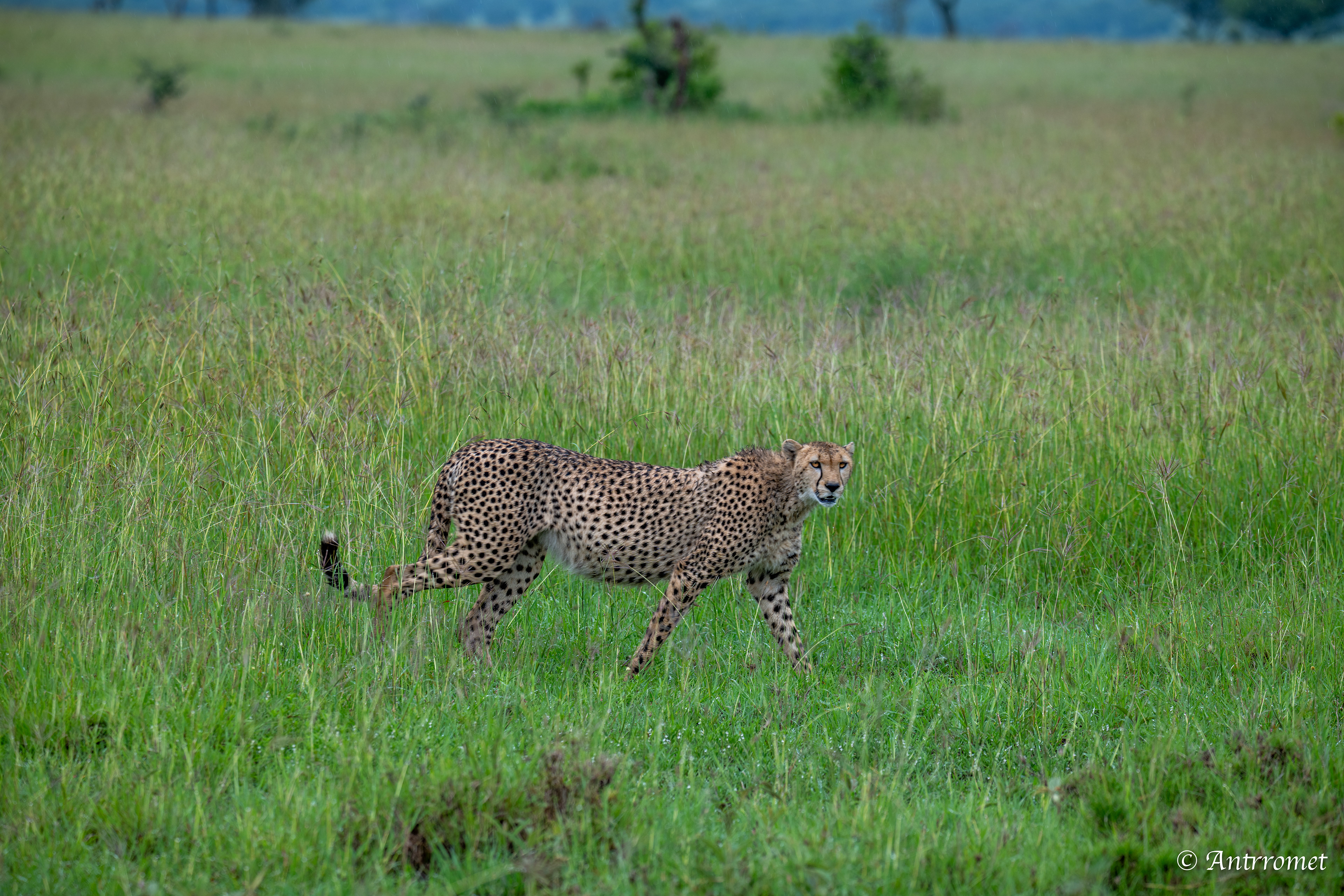 Cheetah (potentially pregnant)