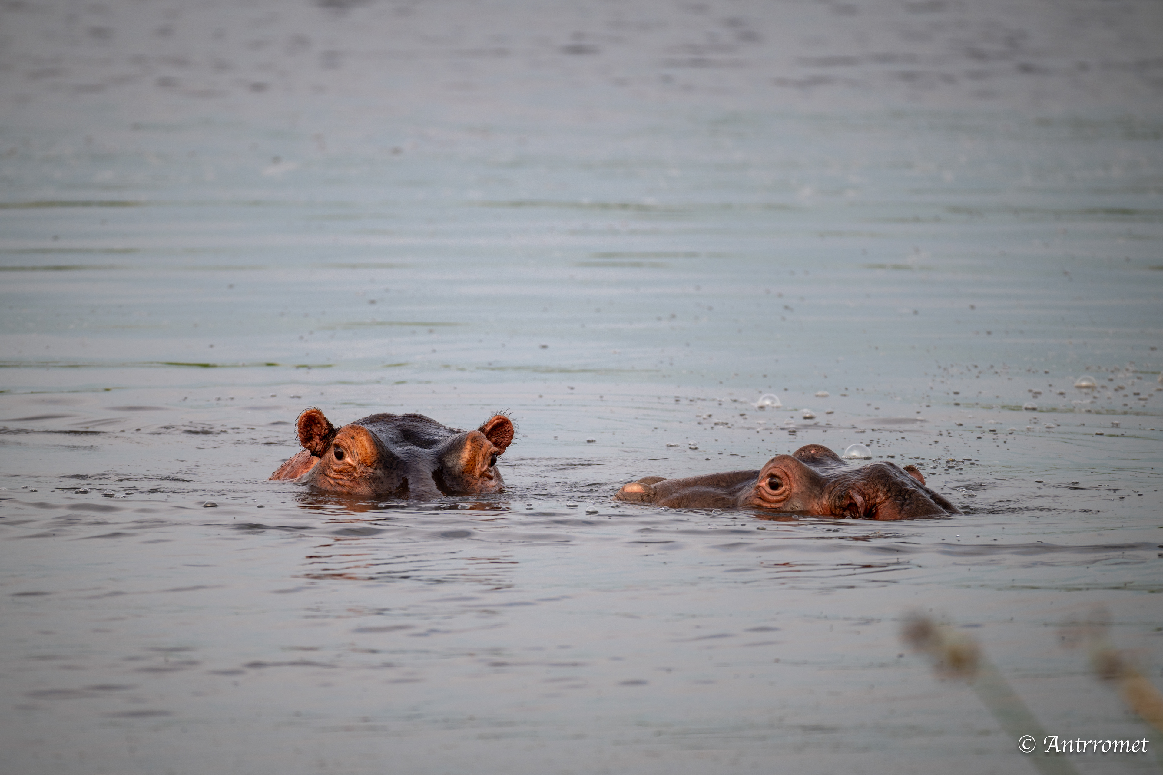 Hippopotamuses