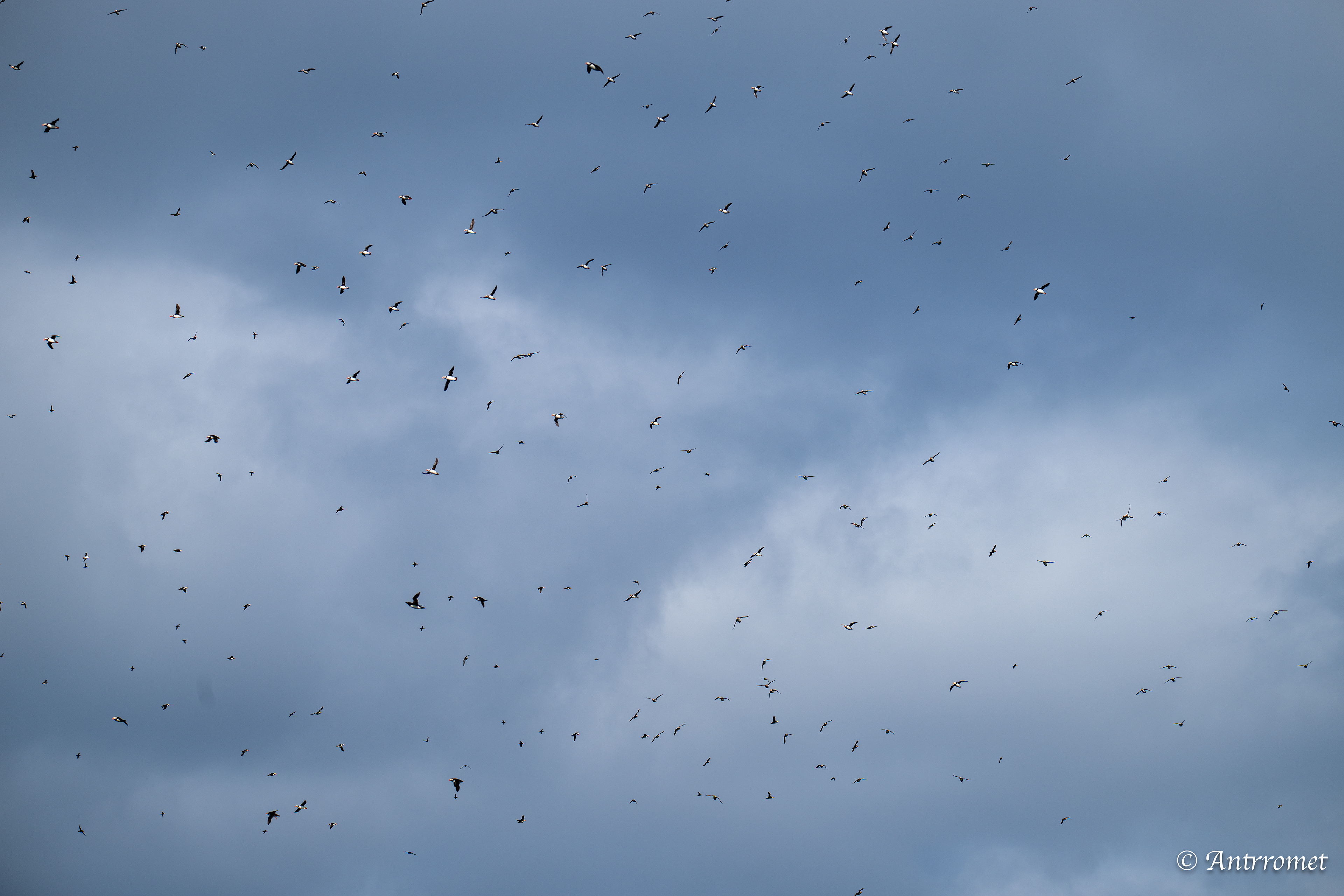 Puffins at Puffin Safari AS, Bleik, Vesteralen