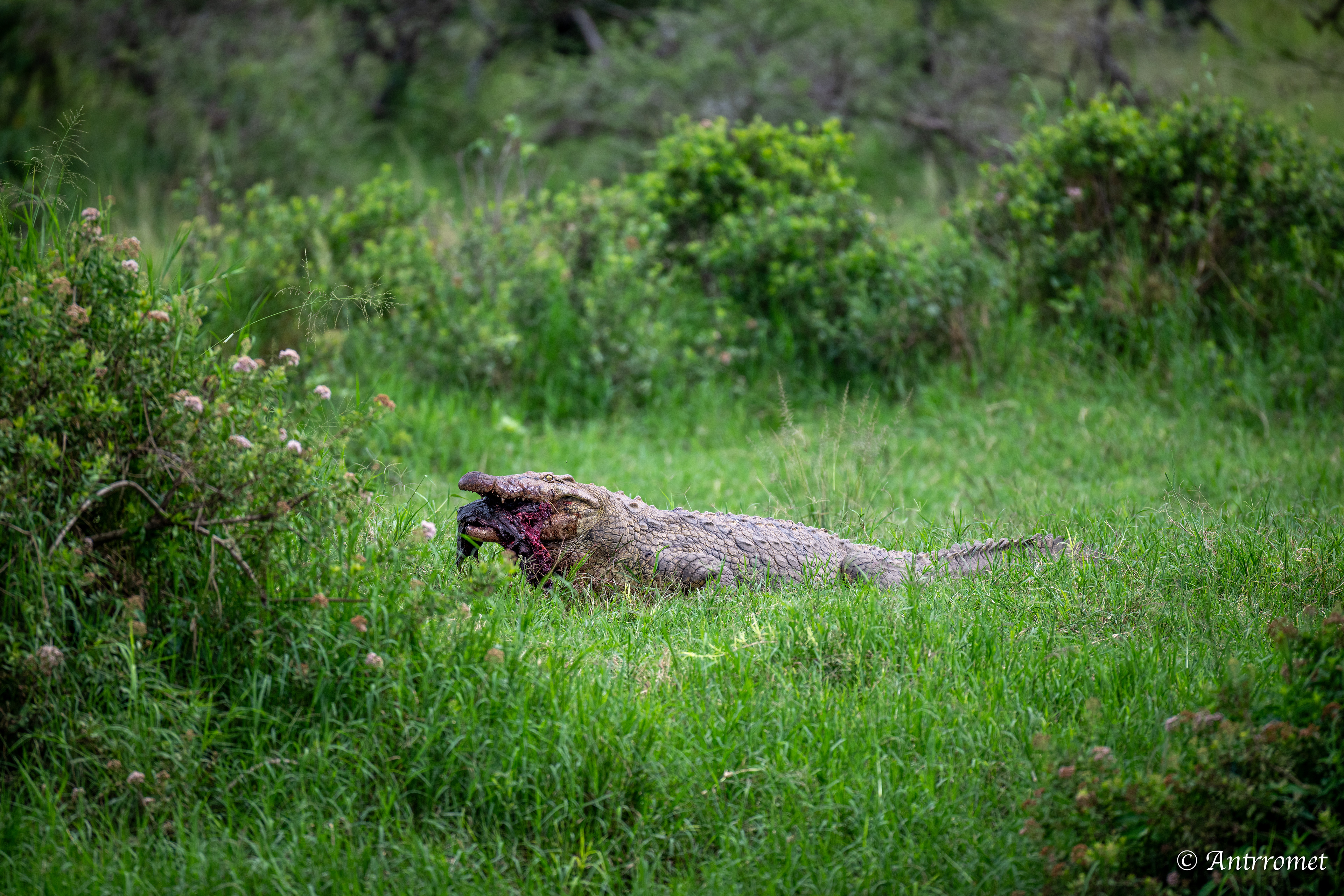 Nile Crocodile devouring a warthog
