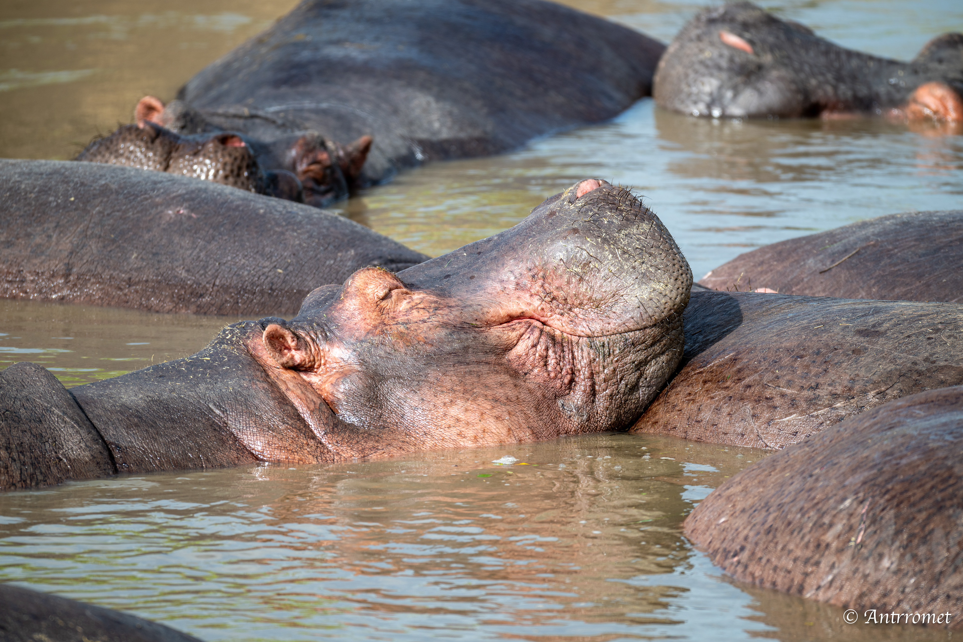 Hippopotamuses