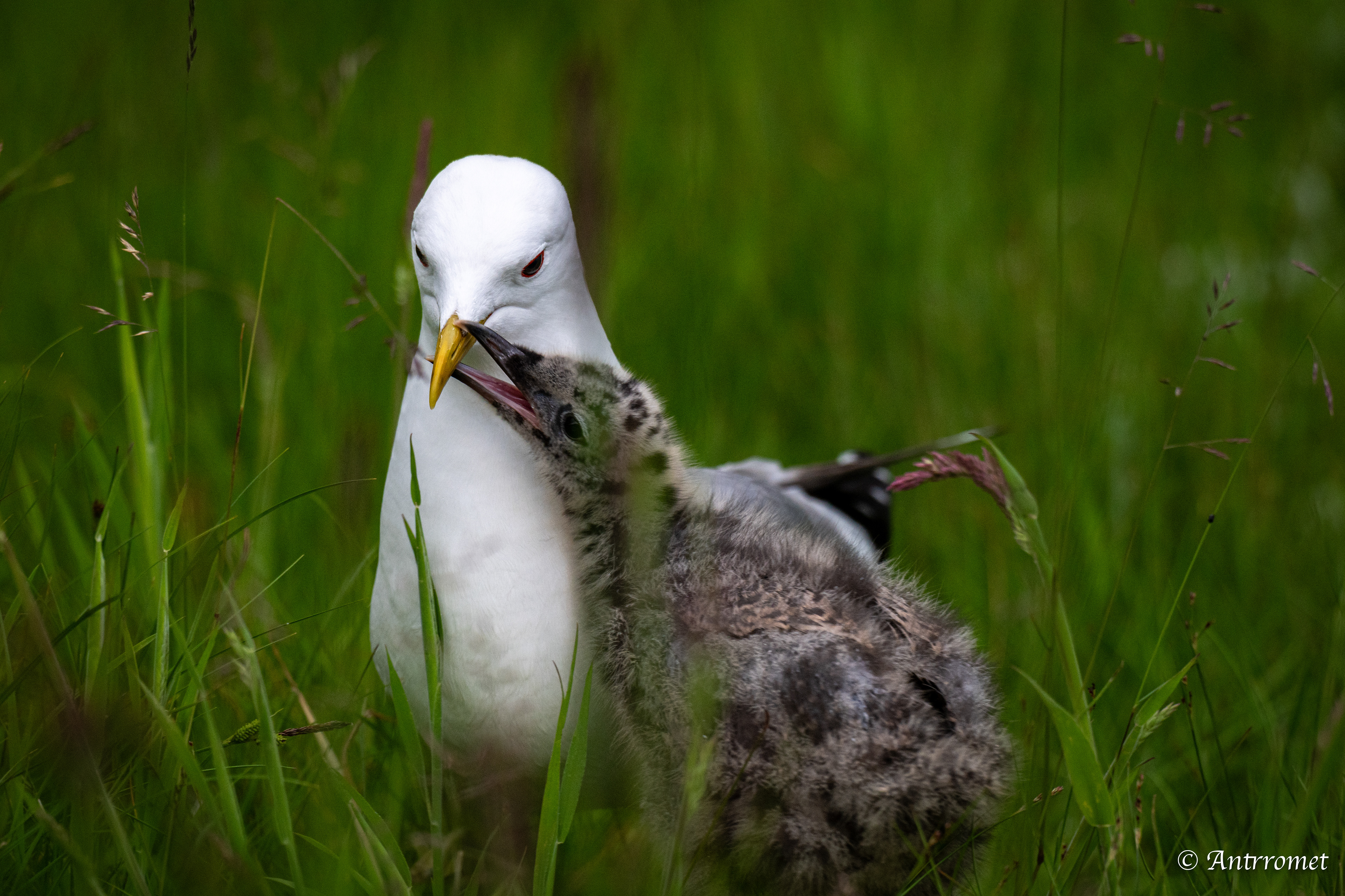 Common gull with its chick at Flåm stasjon