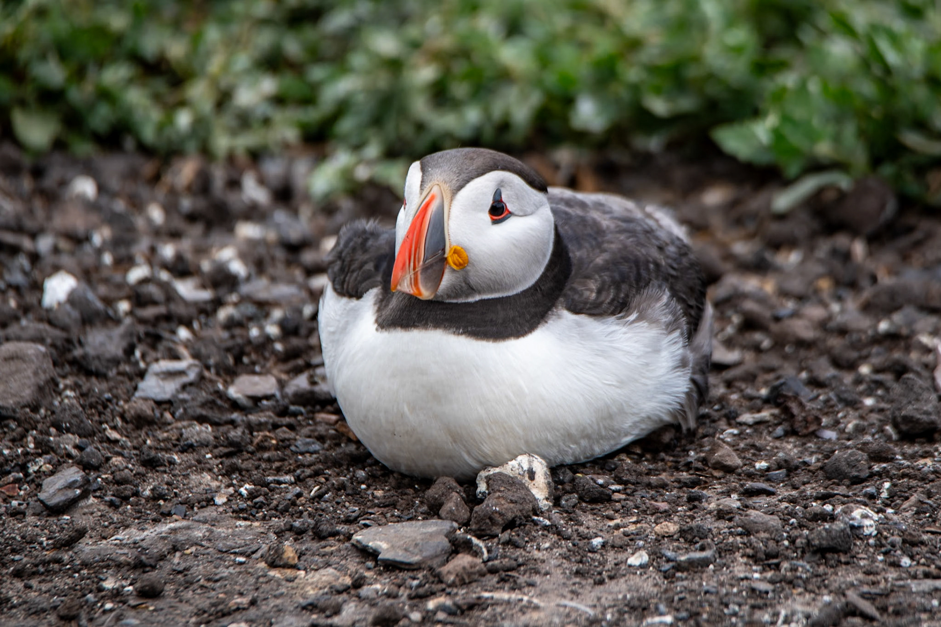Puffin, Farne Islands