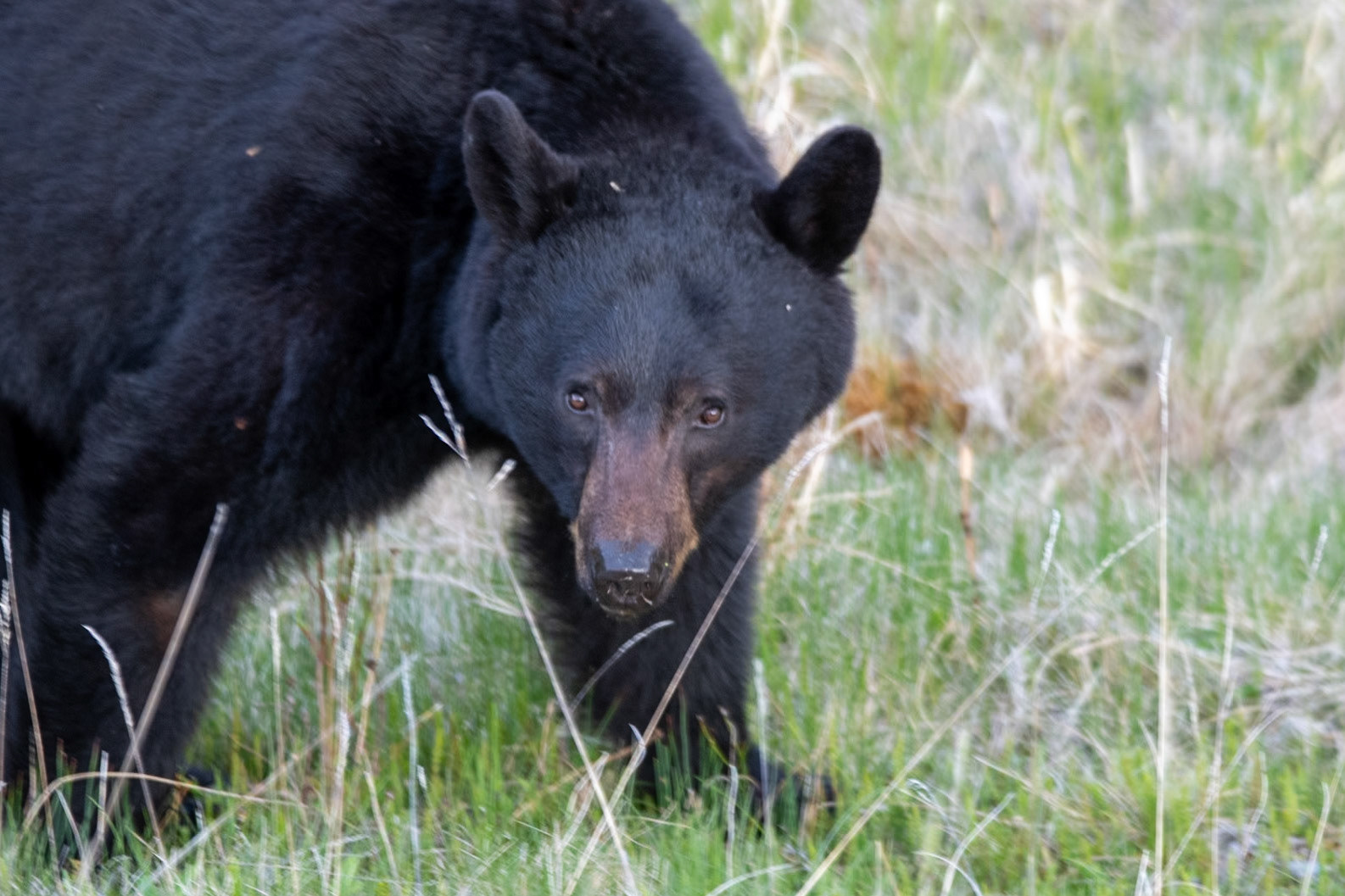 Black bear on Icefields Parkway