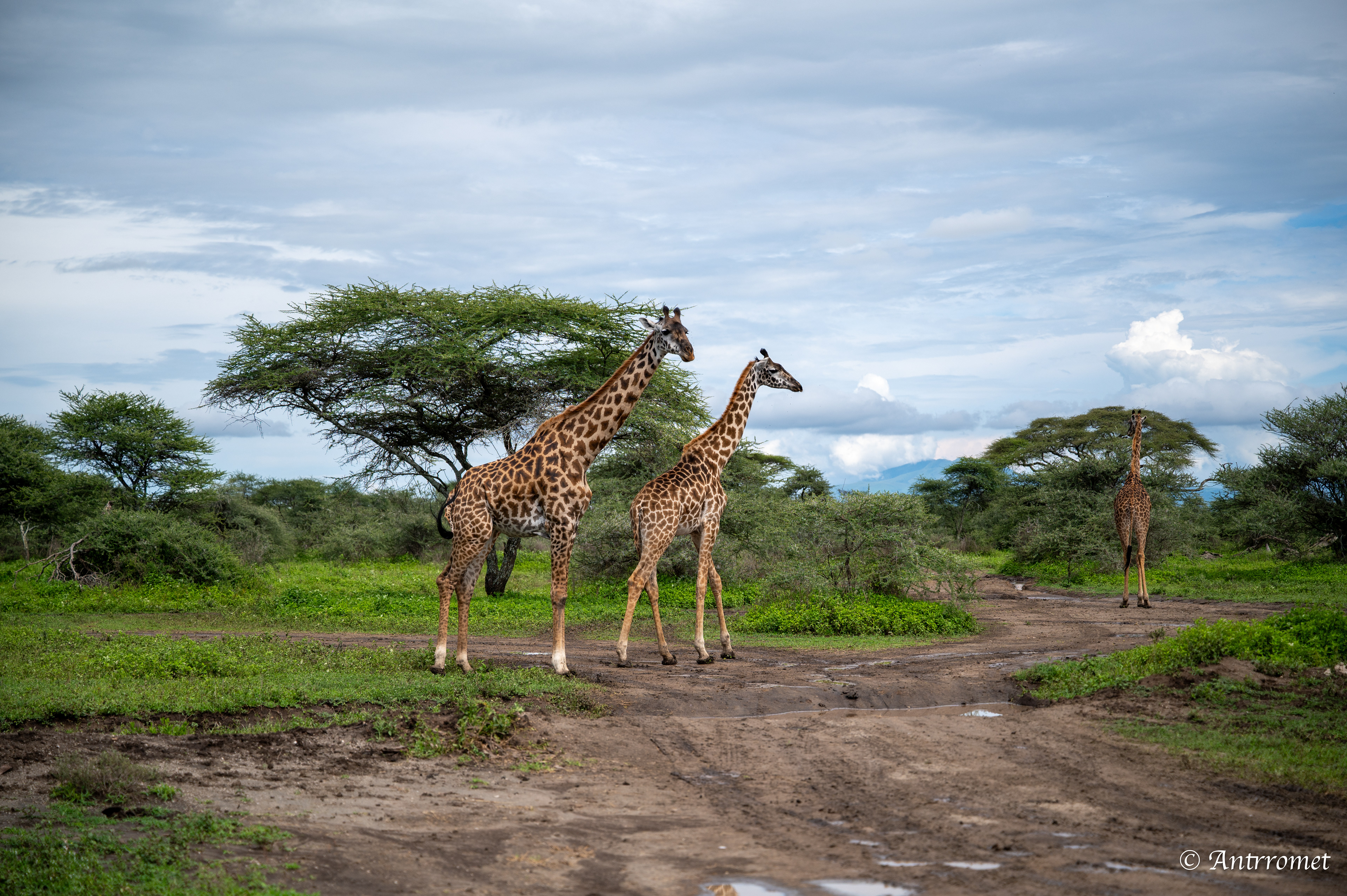 Giraffes