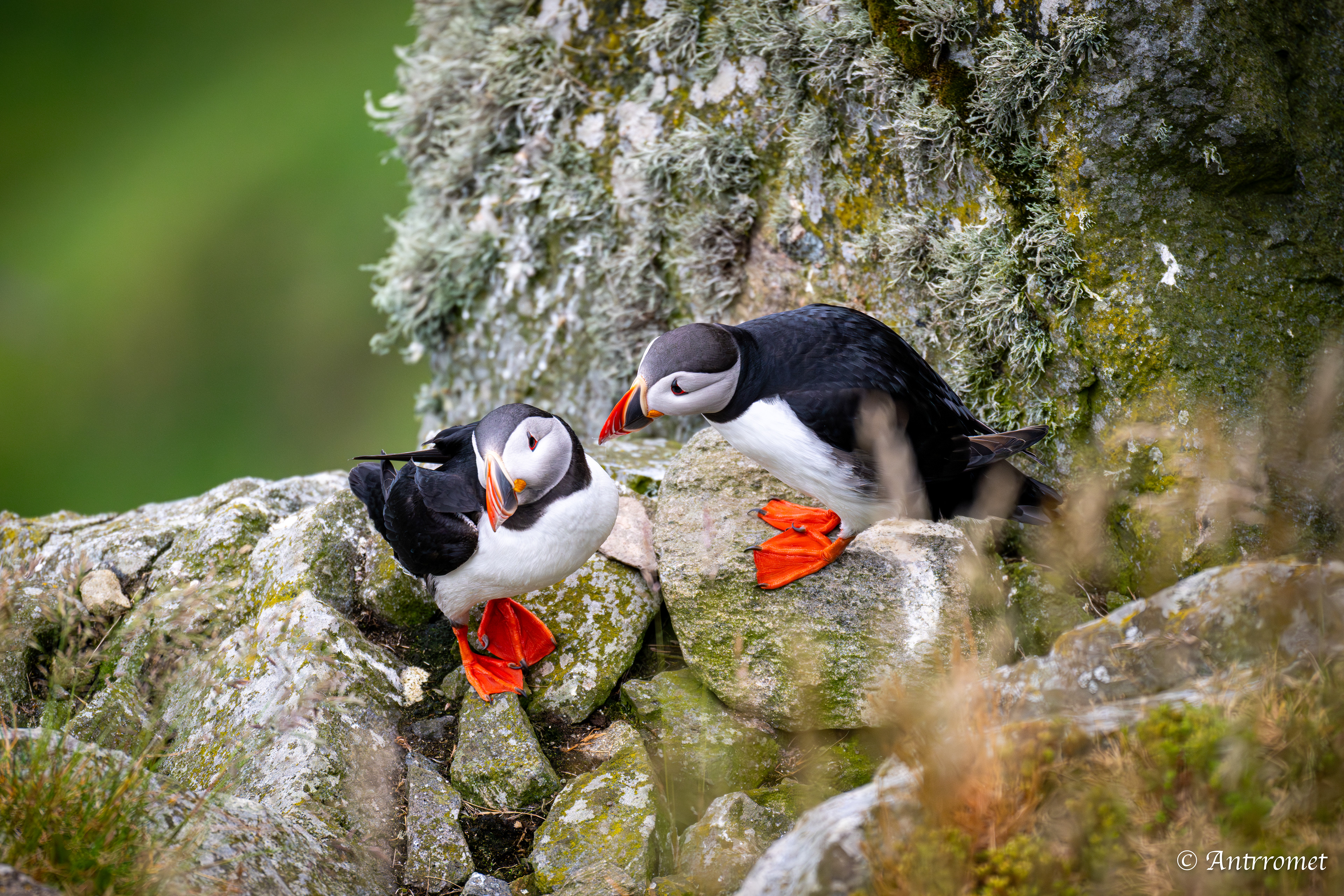 Puffins at Puffin viewing point, Runde
