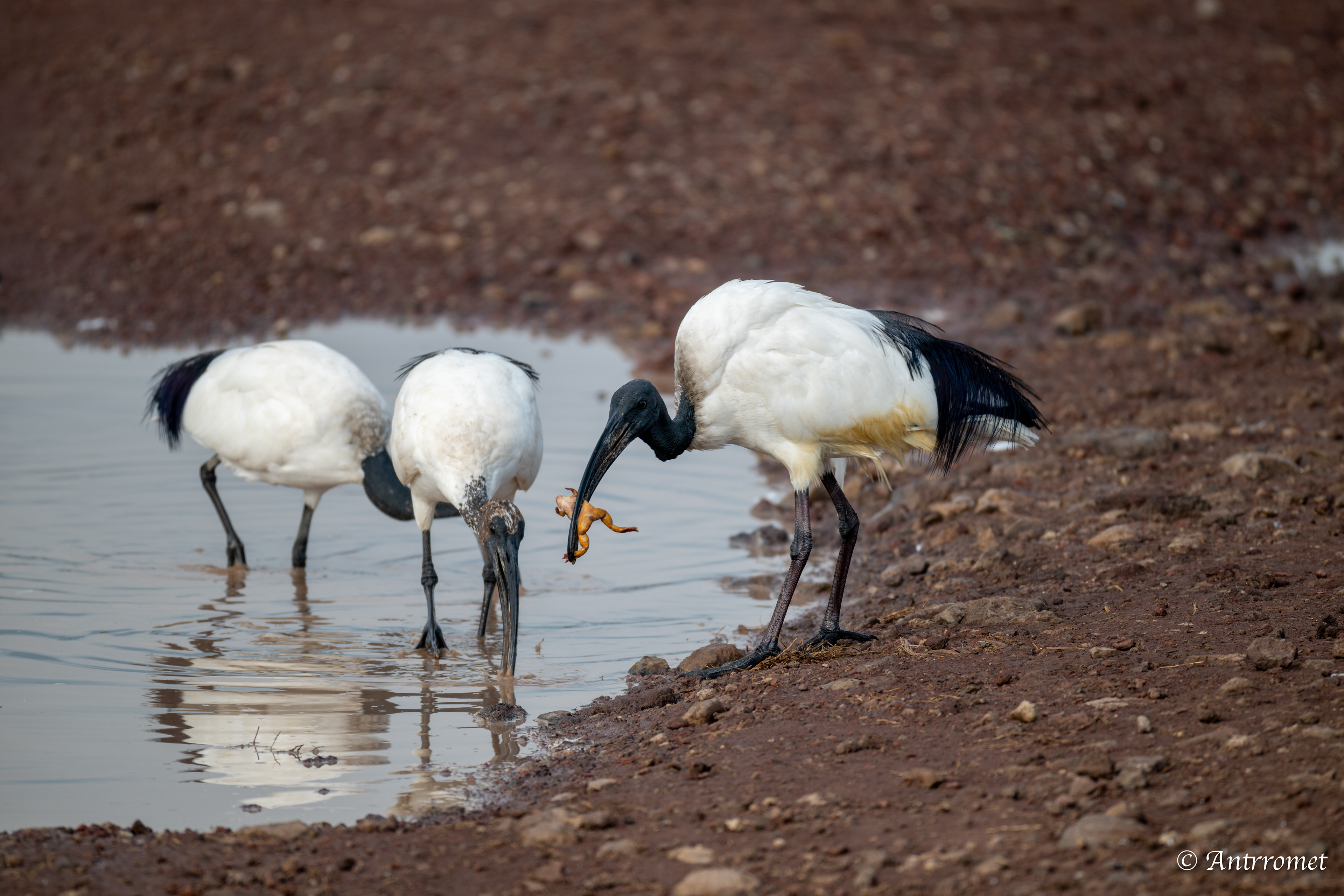 African Sacred Ibis
