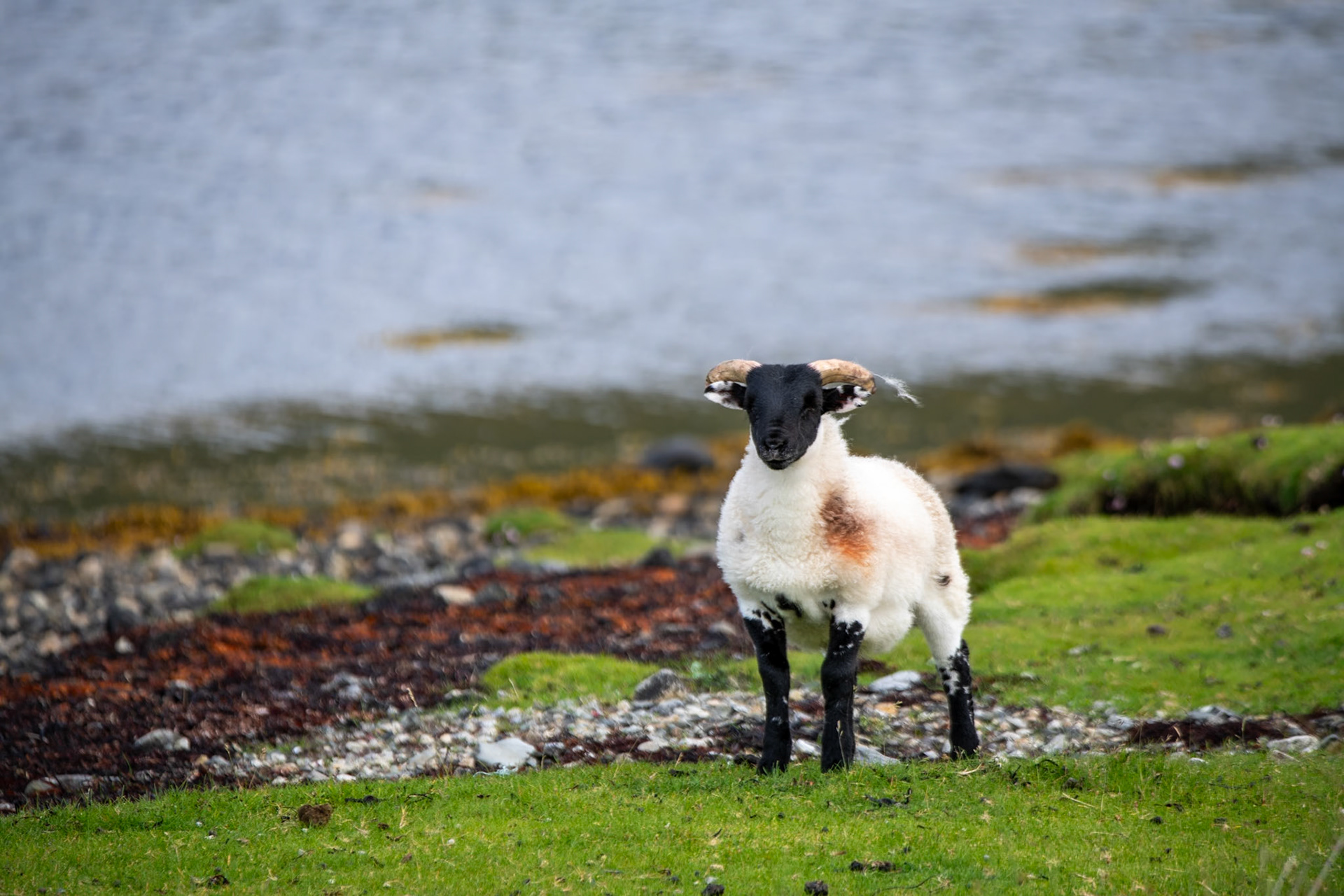 Scottish Blackface sheep on the way to Elgol