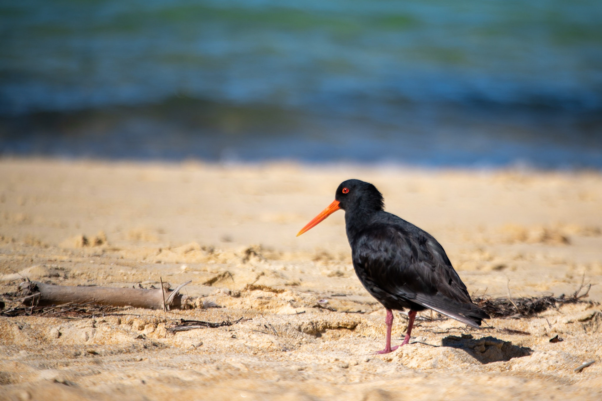 Variable oystercatcher at Anchorage Bay, Abel Tasman National Park