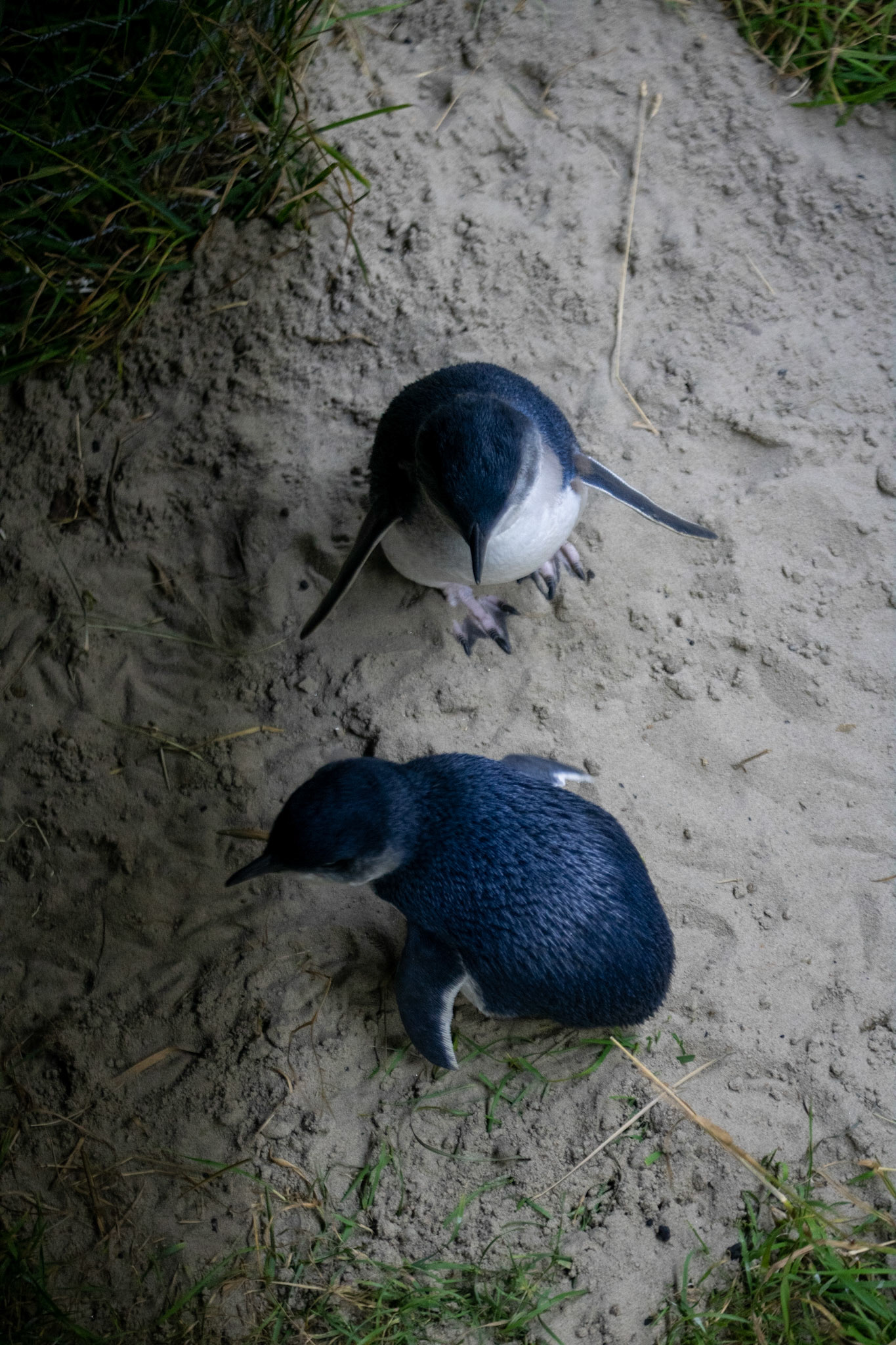 Blue penguins