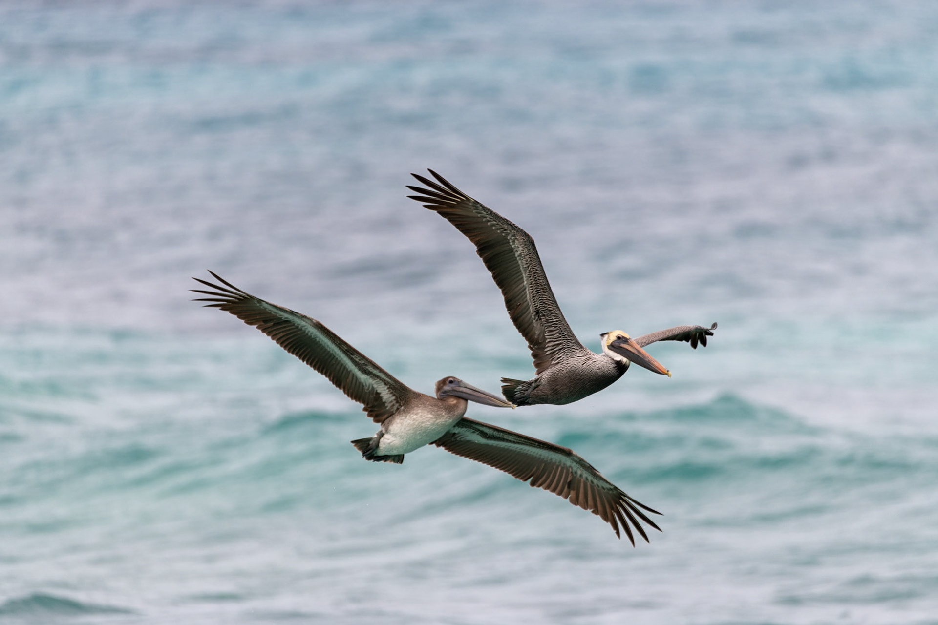 Pelicans at Isla Mujeres