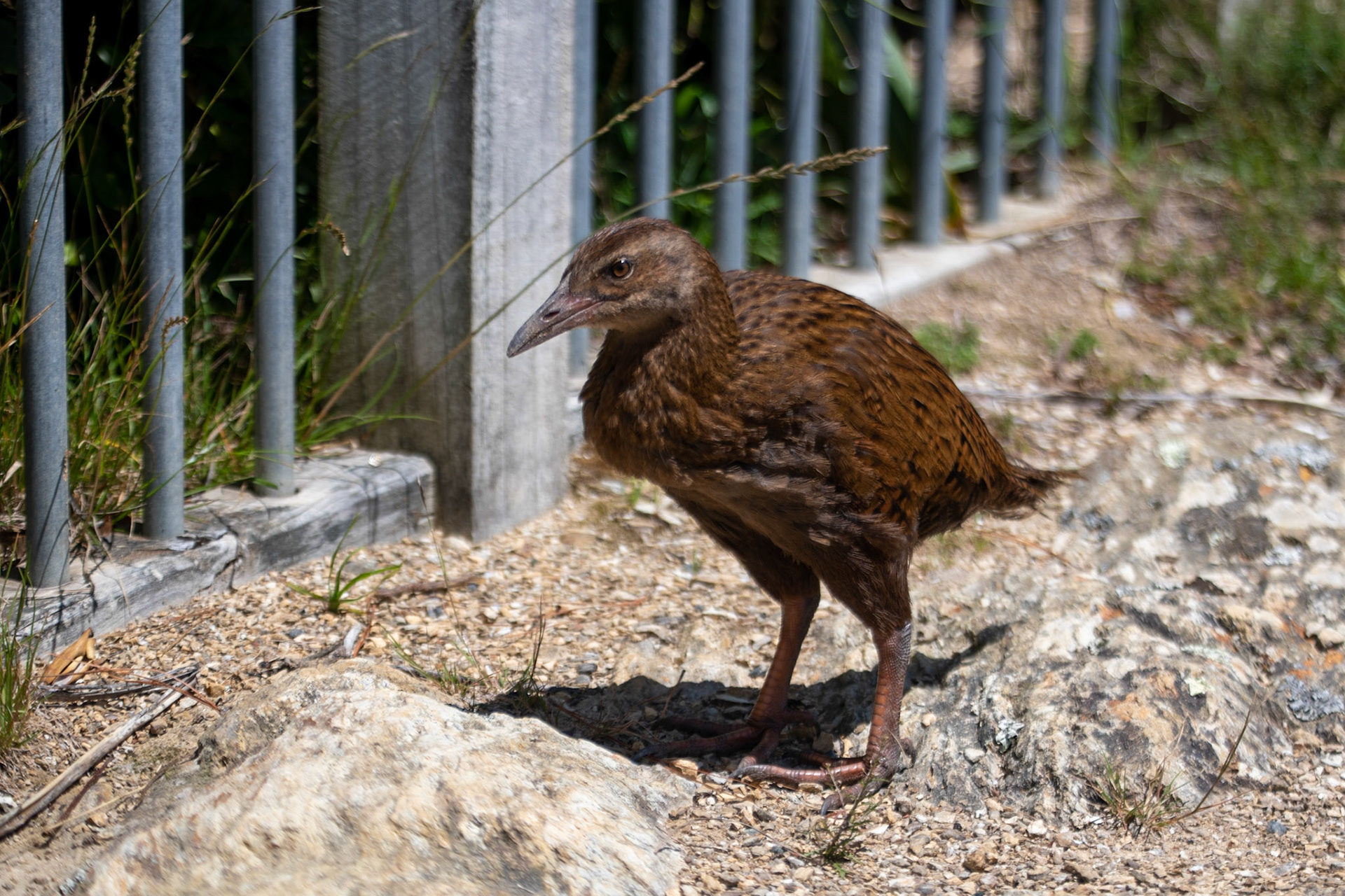 Weka at French Pass Lookout