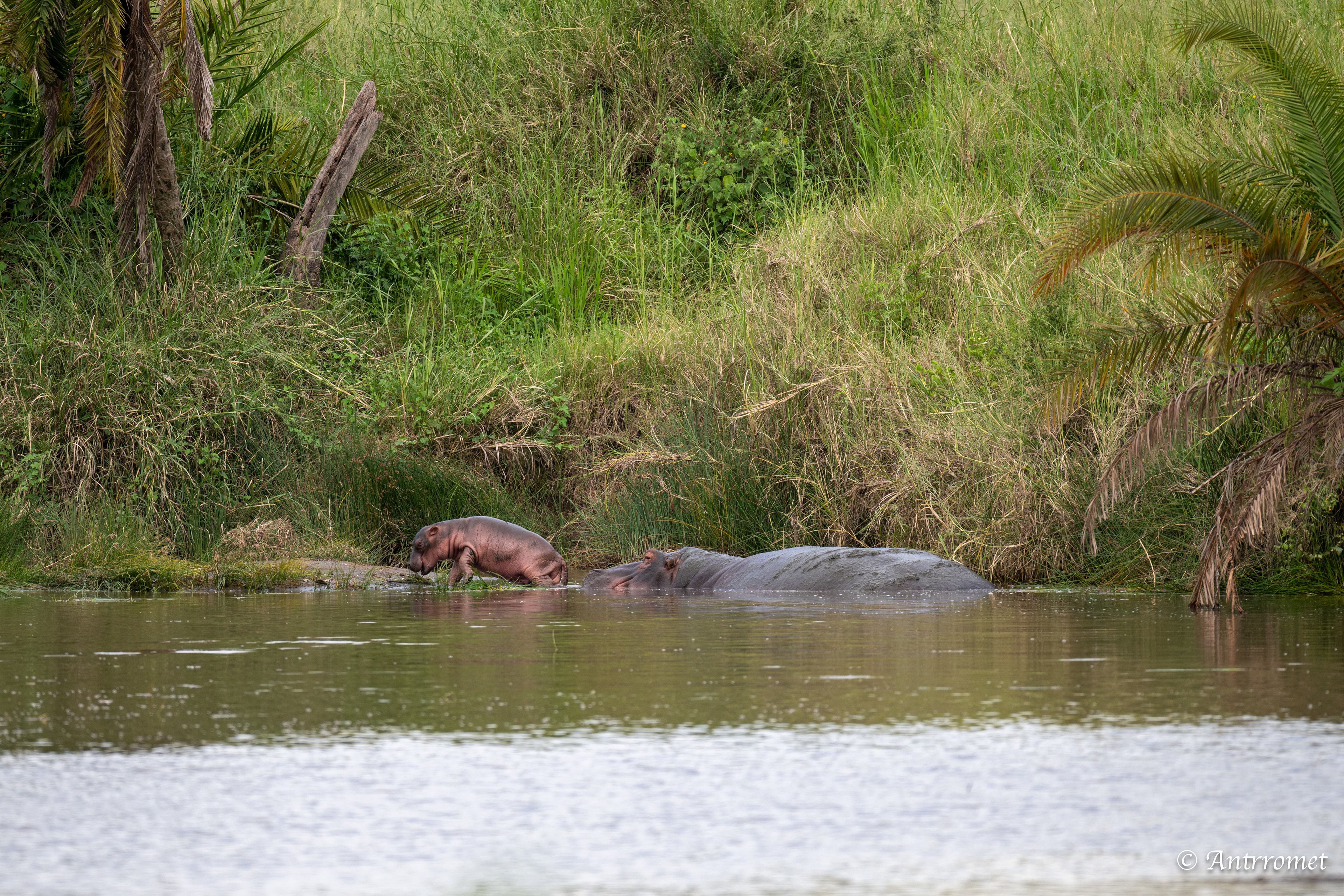 Baby Hippopotamus with its mom