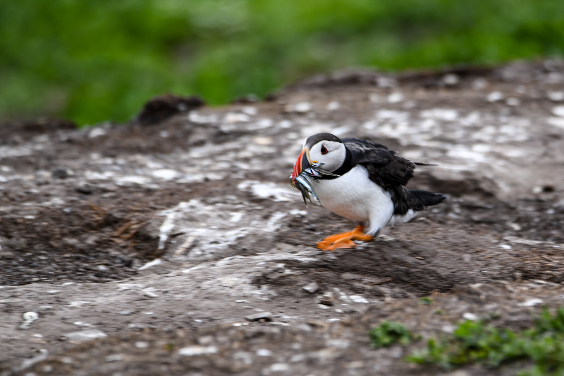 Puffin with sand eels, Farne Islands
