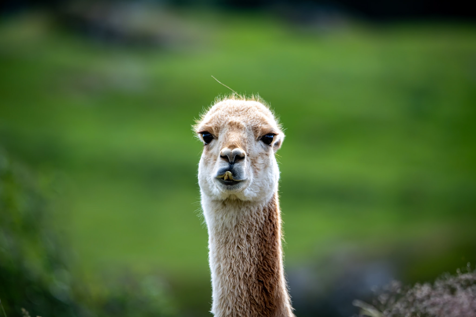 Guanaco, Highland Wildlife Park