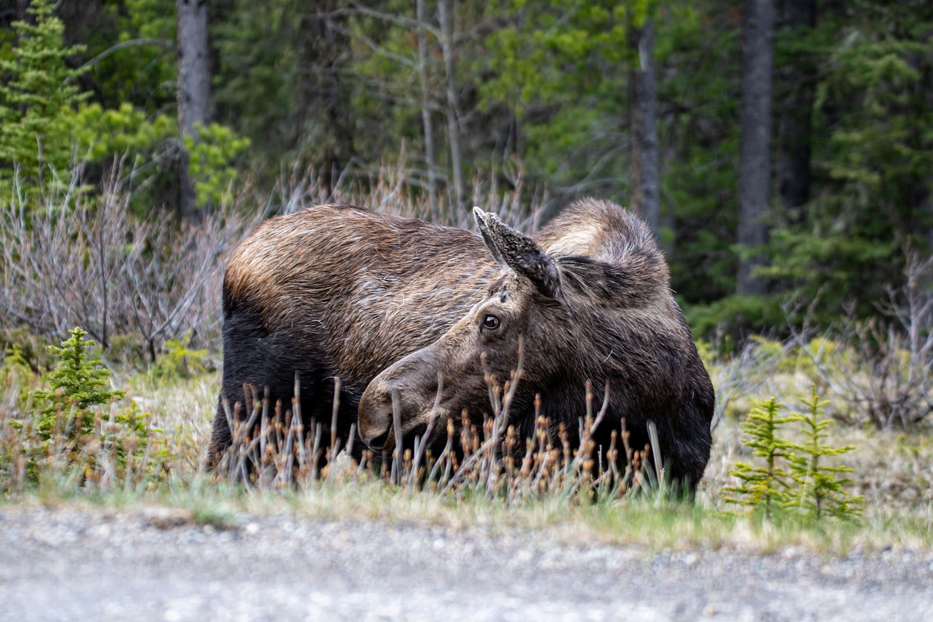 Moose on Maligne Lake Road