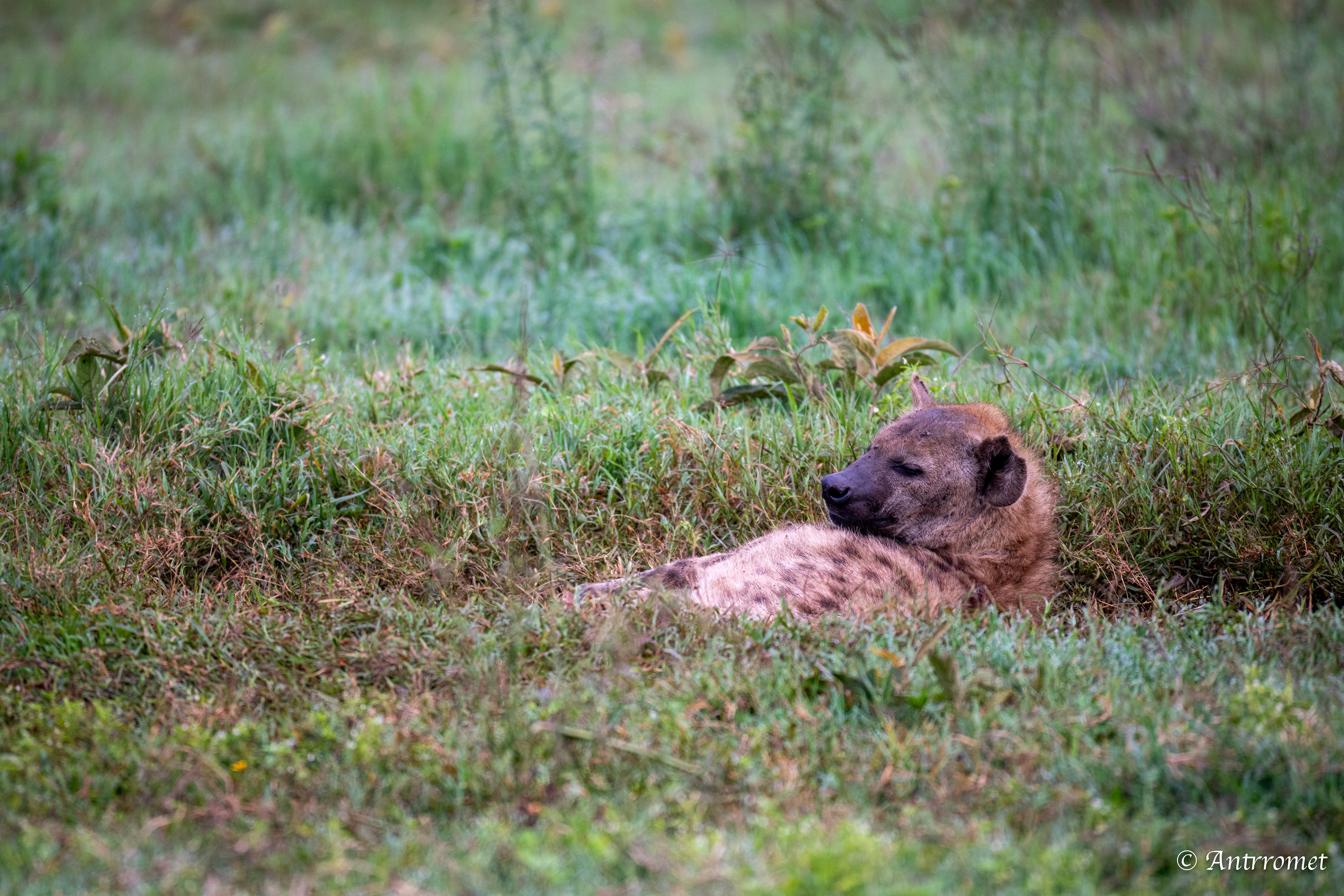 Spotted Hyena