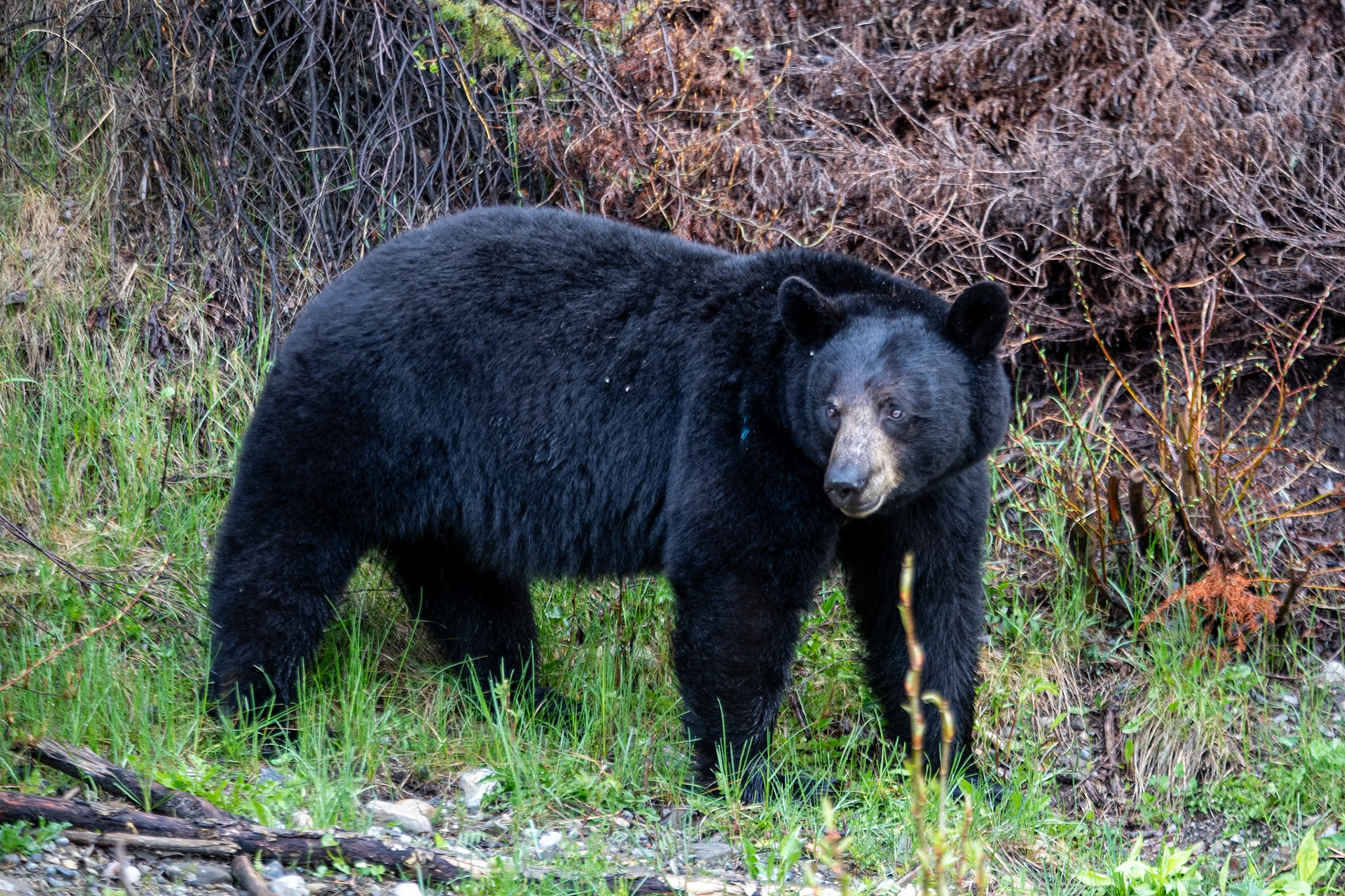 Black bear on Miette road
