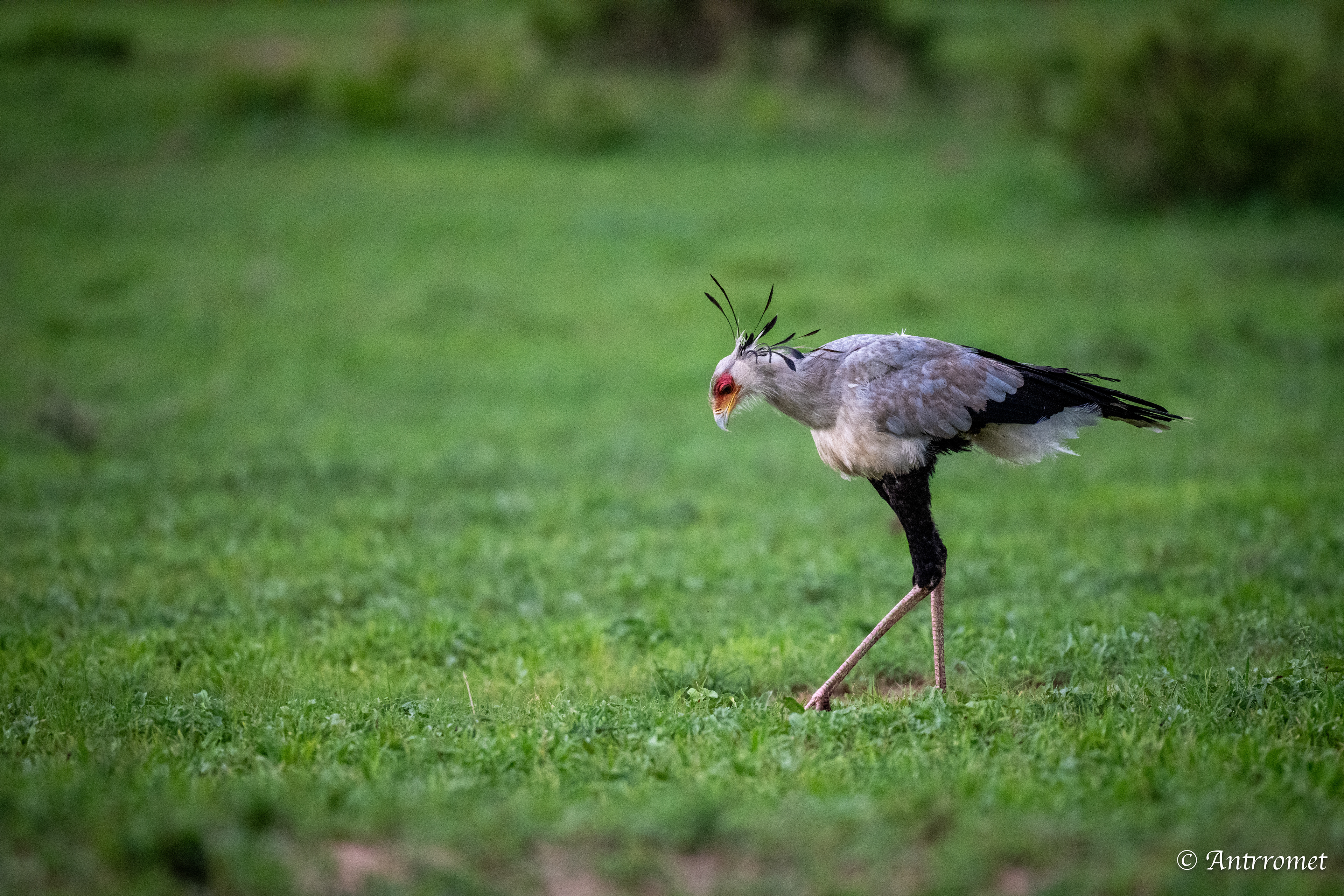 Secretarybird