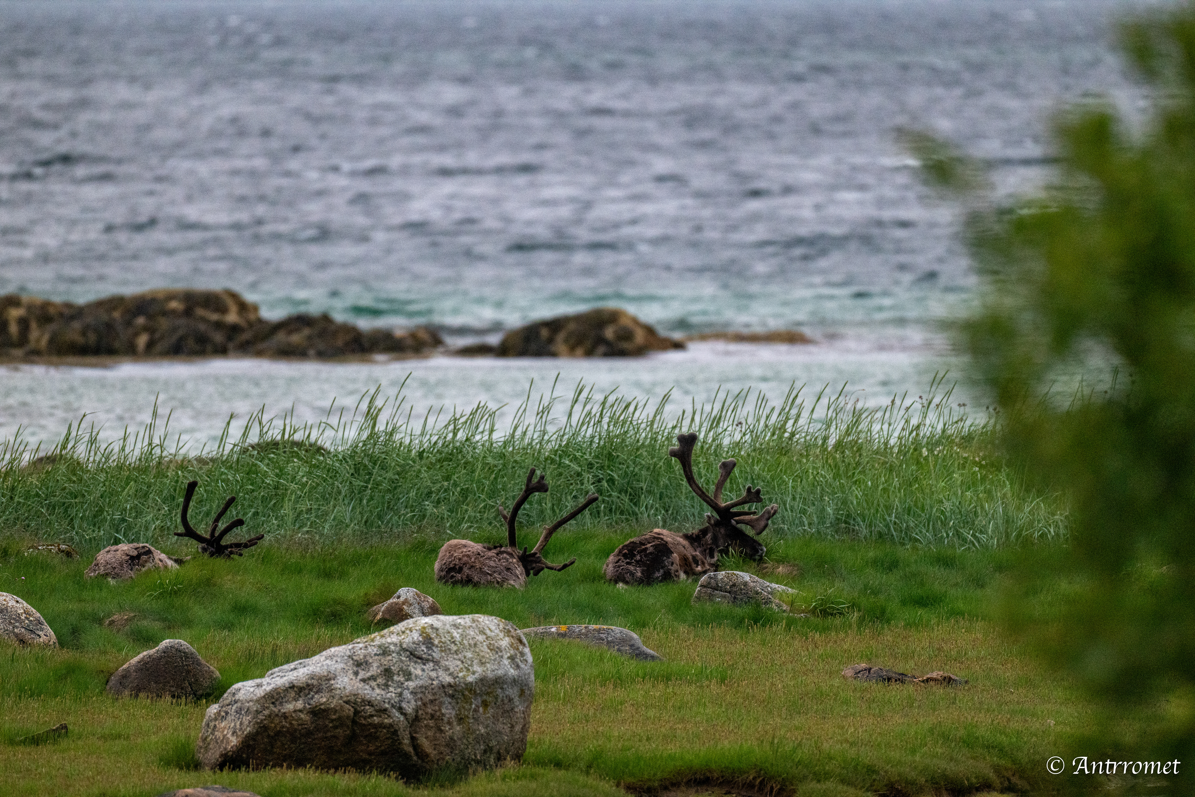 Reindeers somewhere near Åse on a tour with Arctic North Adventures