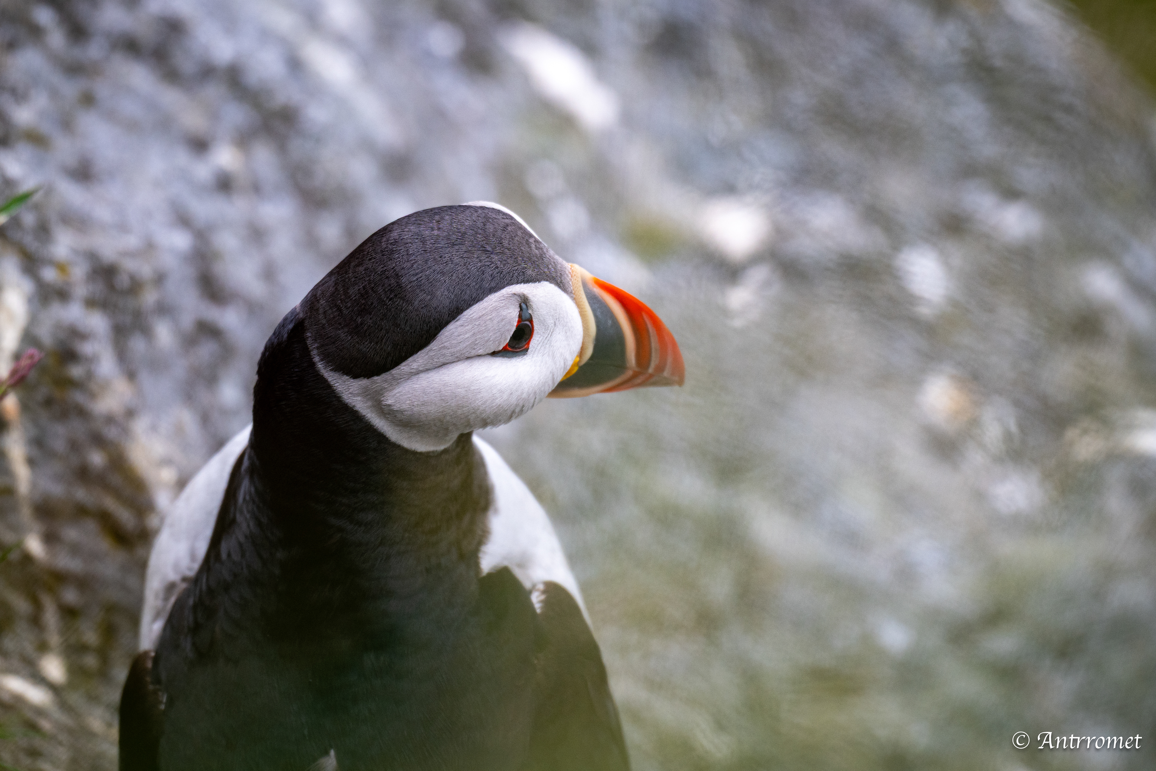 Puffin viewing point, Runde