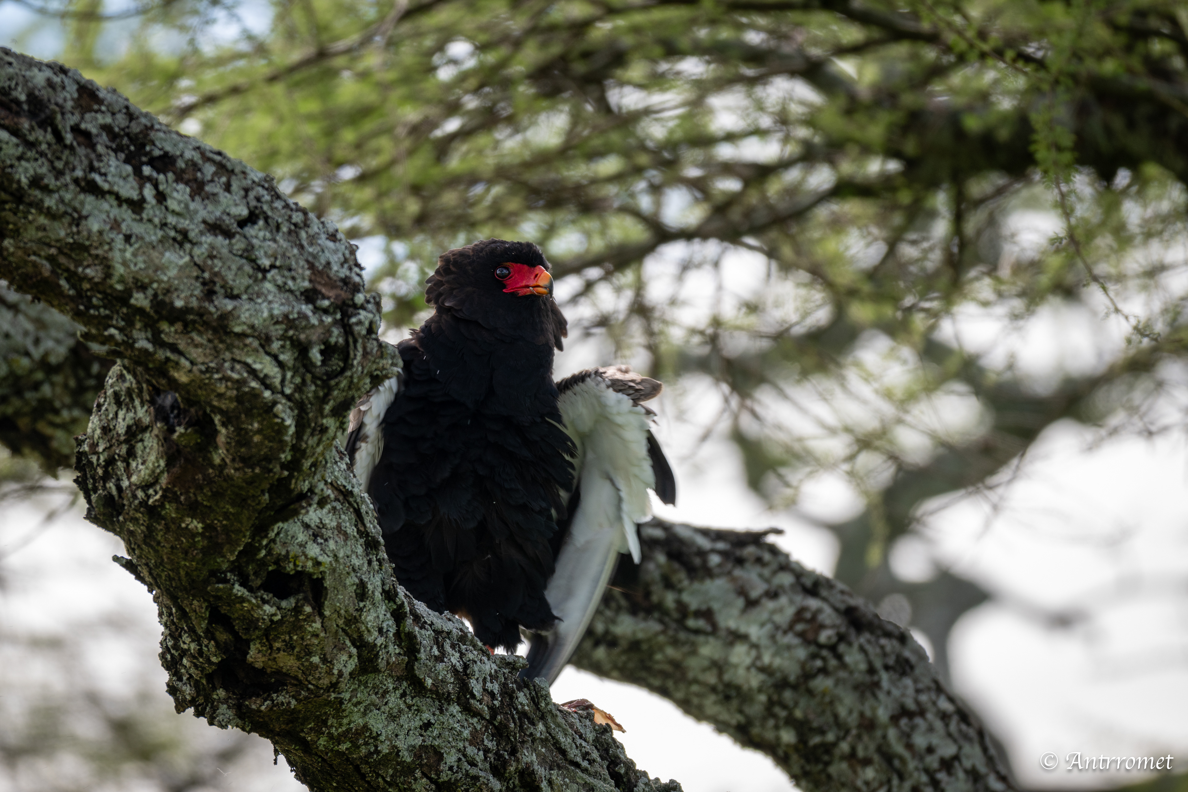 Bateleur Eagle