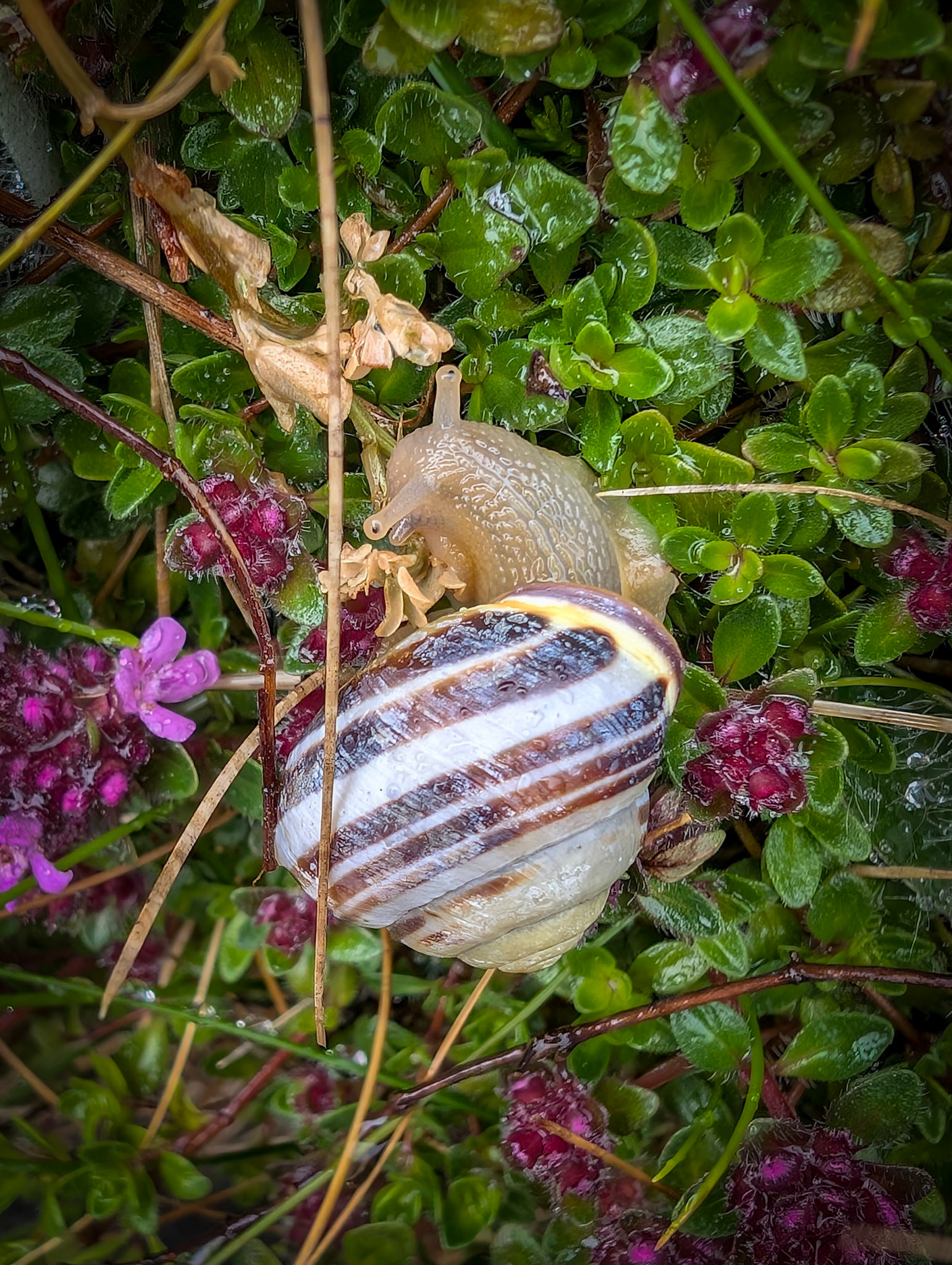 Snail near Kinbane Castle