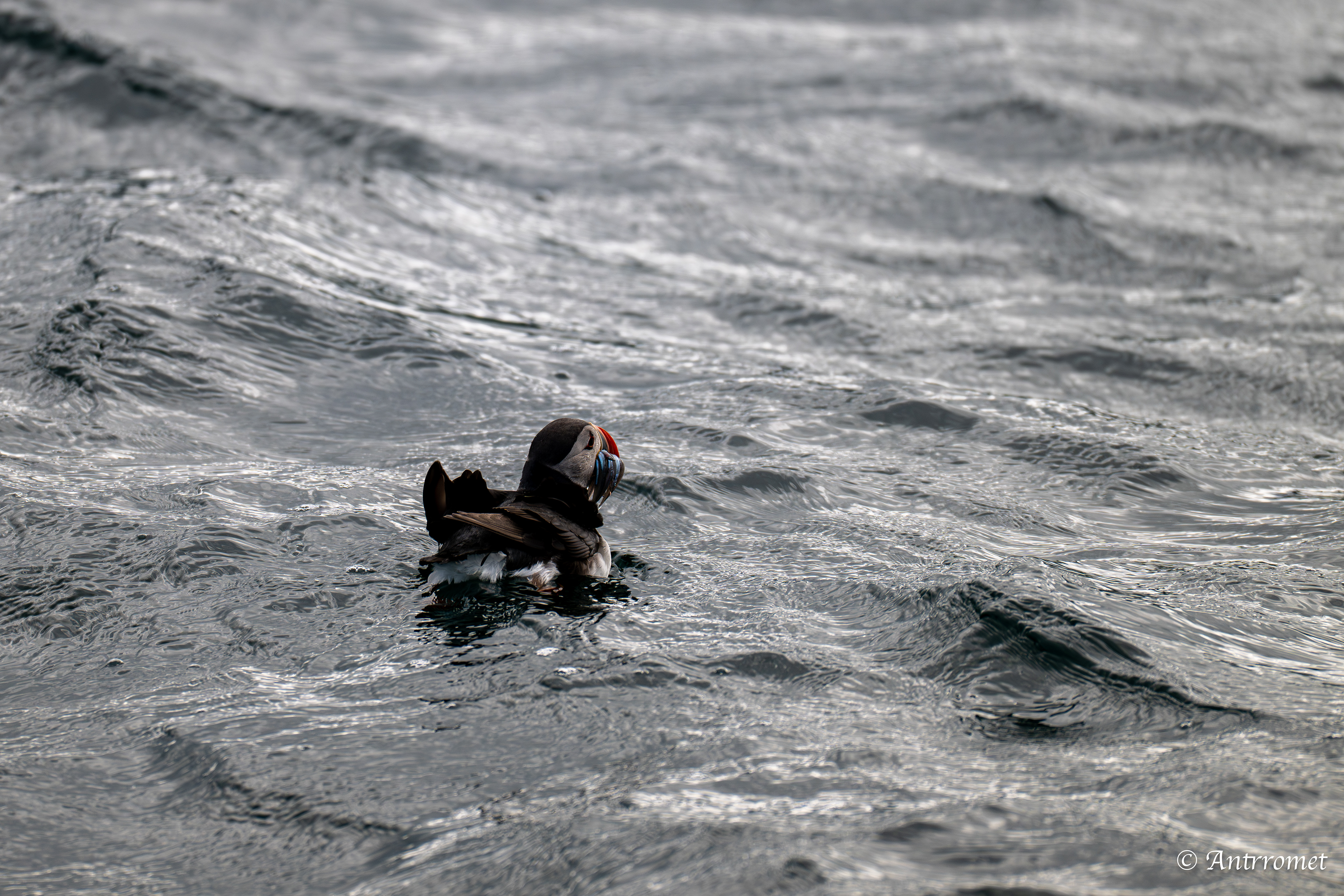 Puffins at Puffin Safari AS, Bleik, Vesteralen