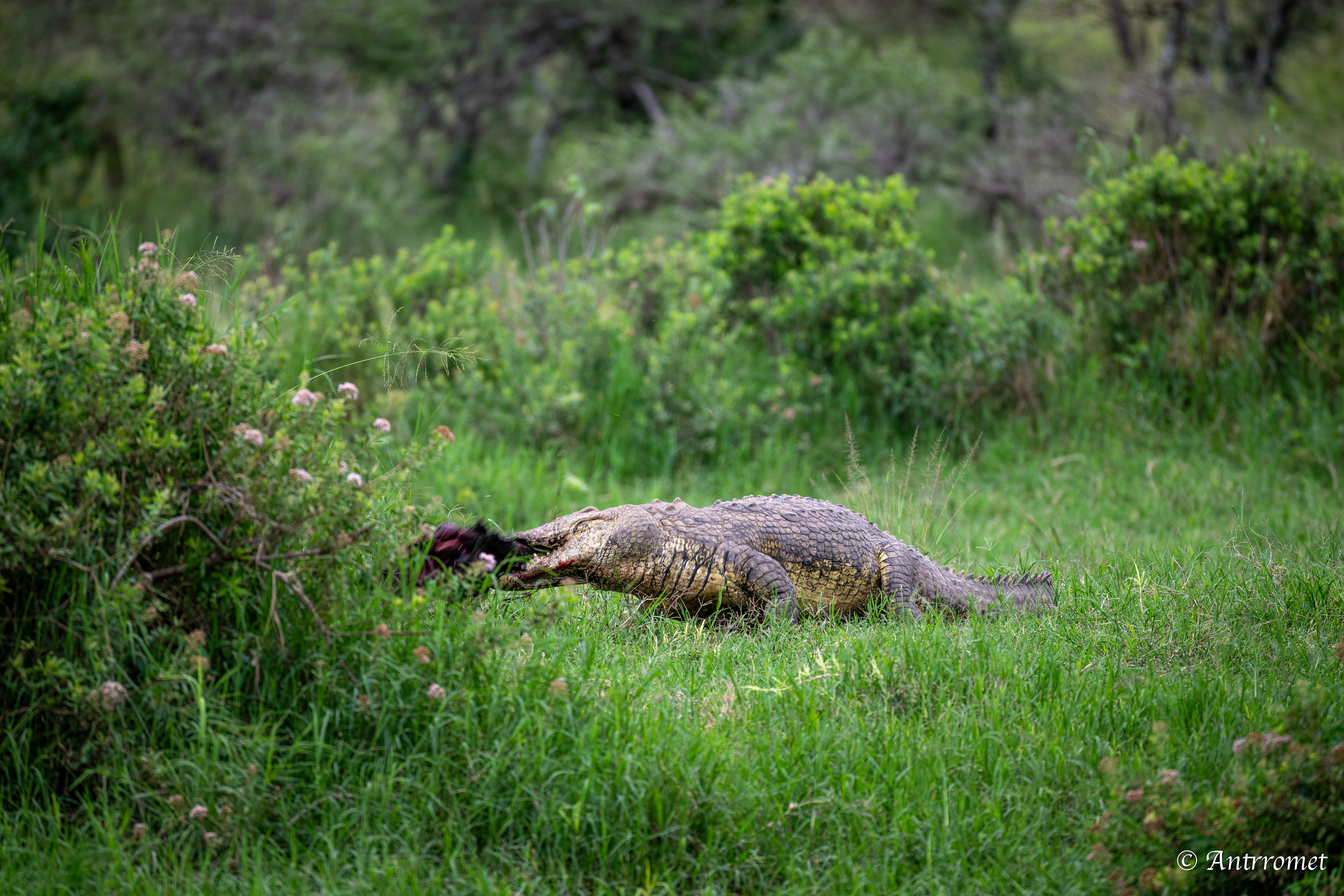 Nile Crocodile devouring a warthog