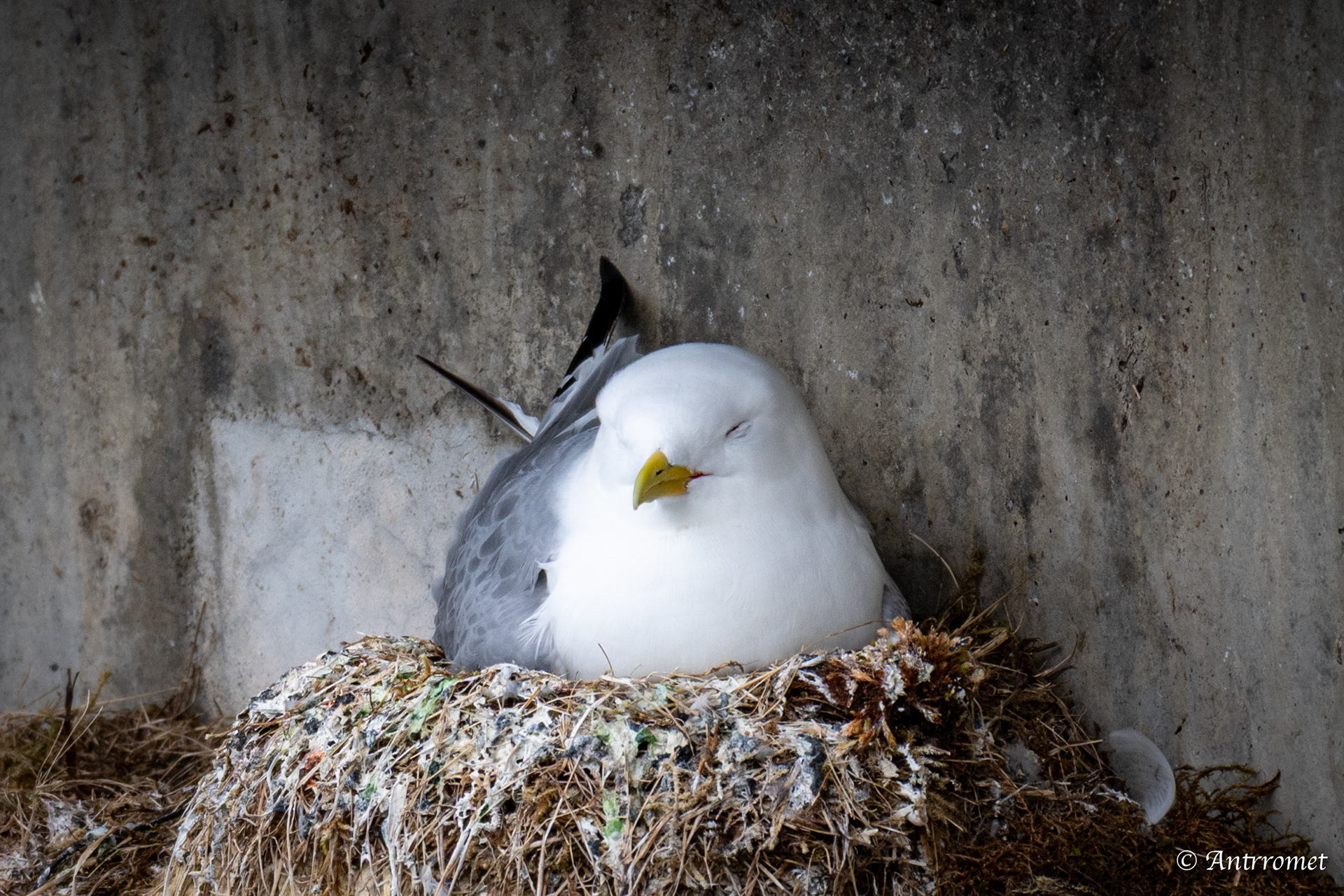 Gulls at Hamnøy viewpoint