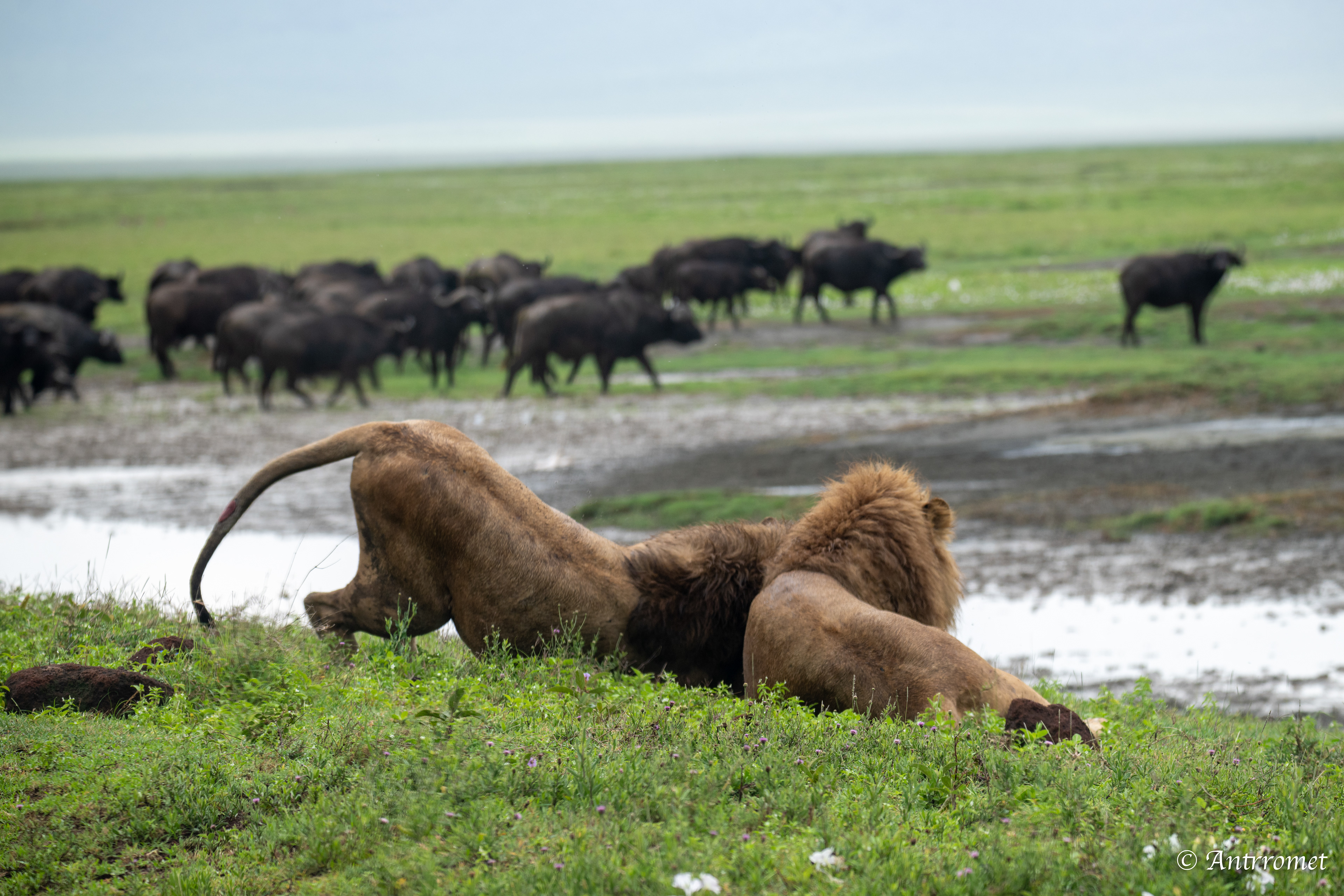 Stand-down between lions and buffaloes