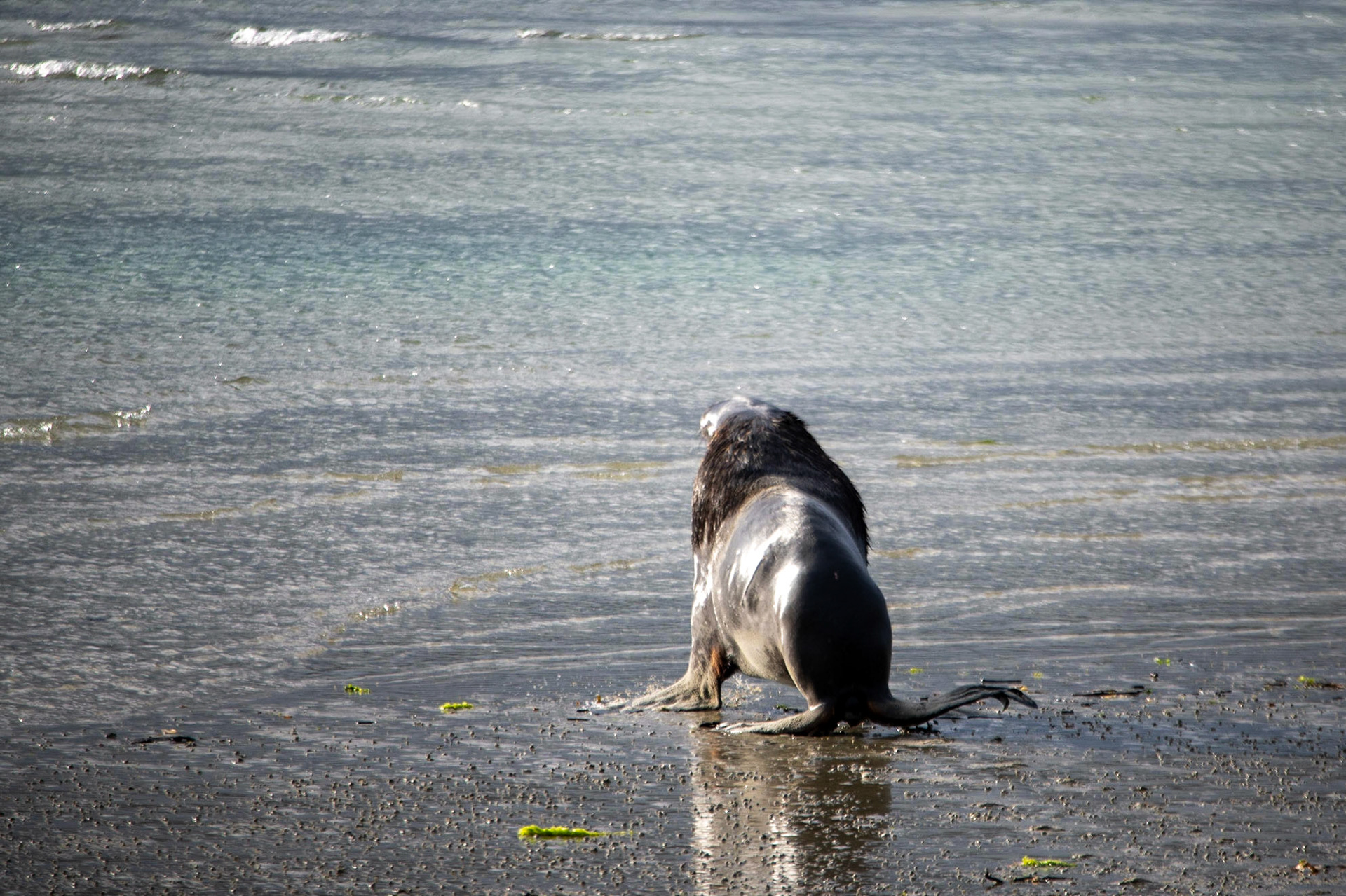Elephant Seal, Te Rauone Beach