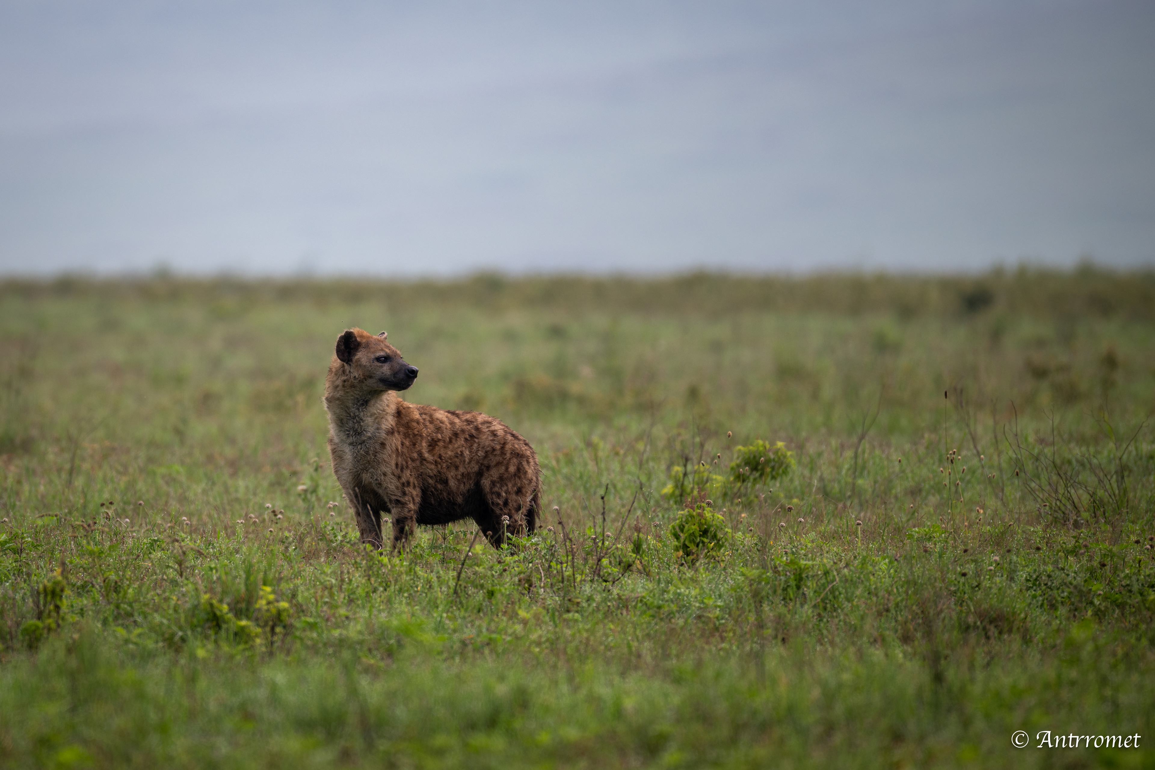 Spotted Hyena