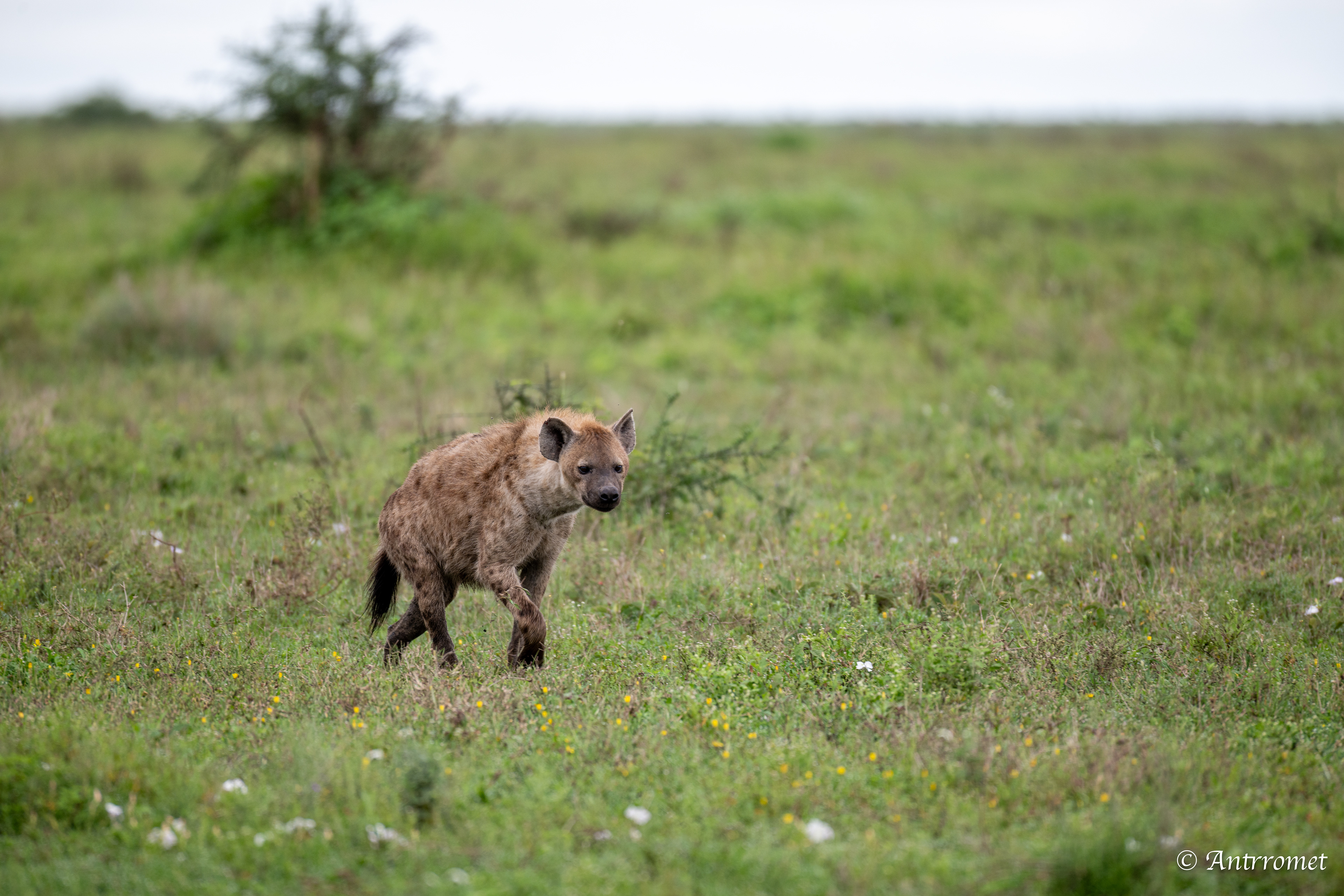 Spotted Hyena