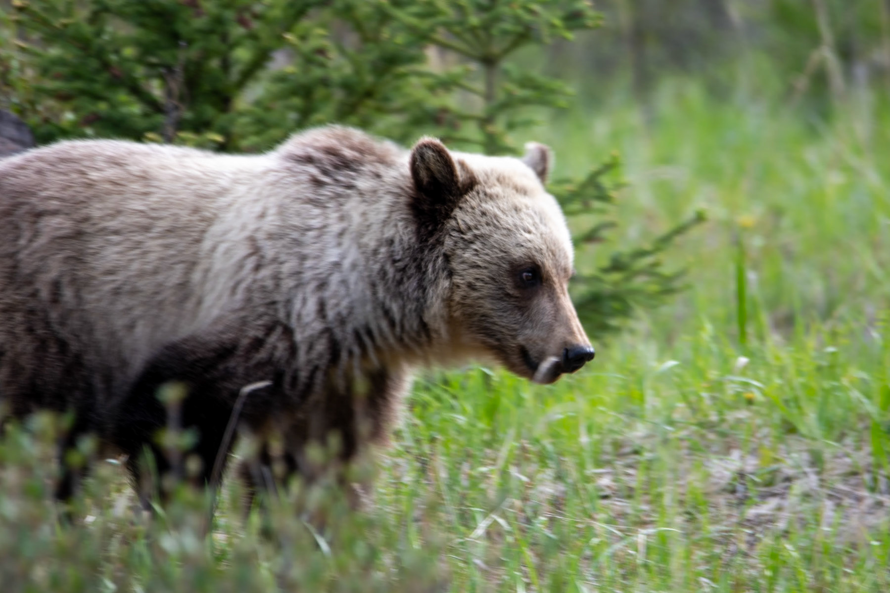 Baby grizzly bear