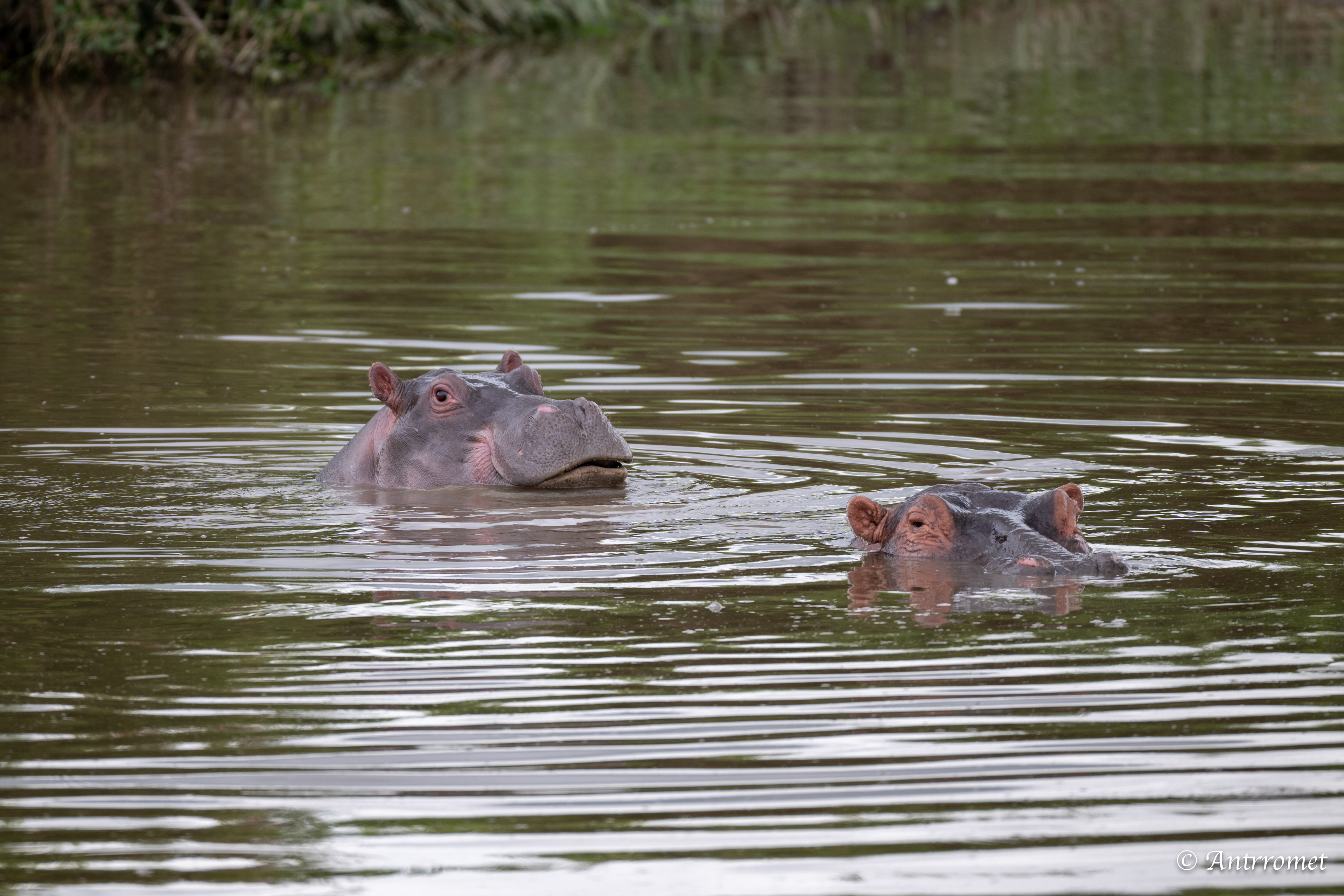 Hippopotamuses