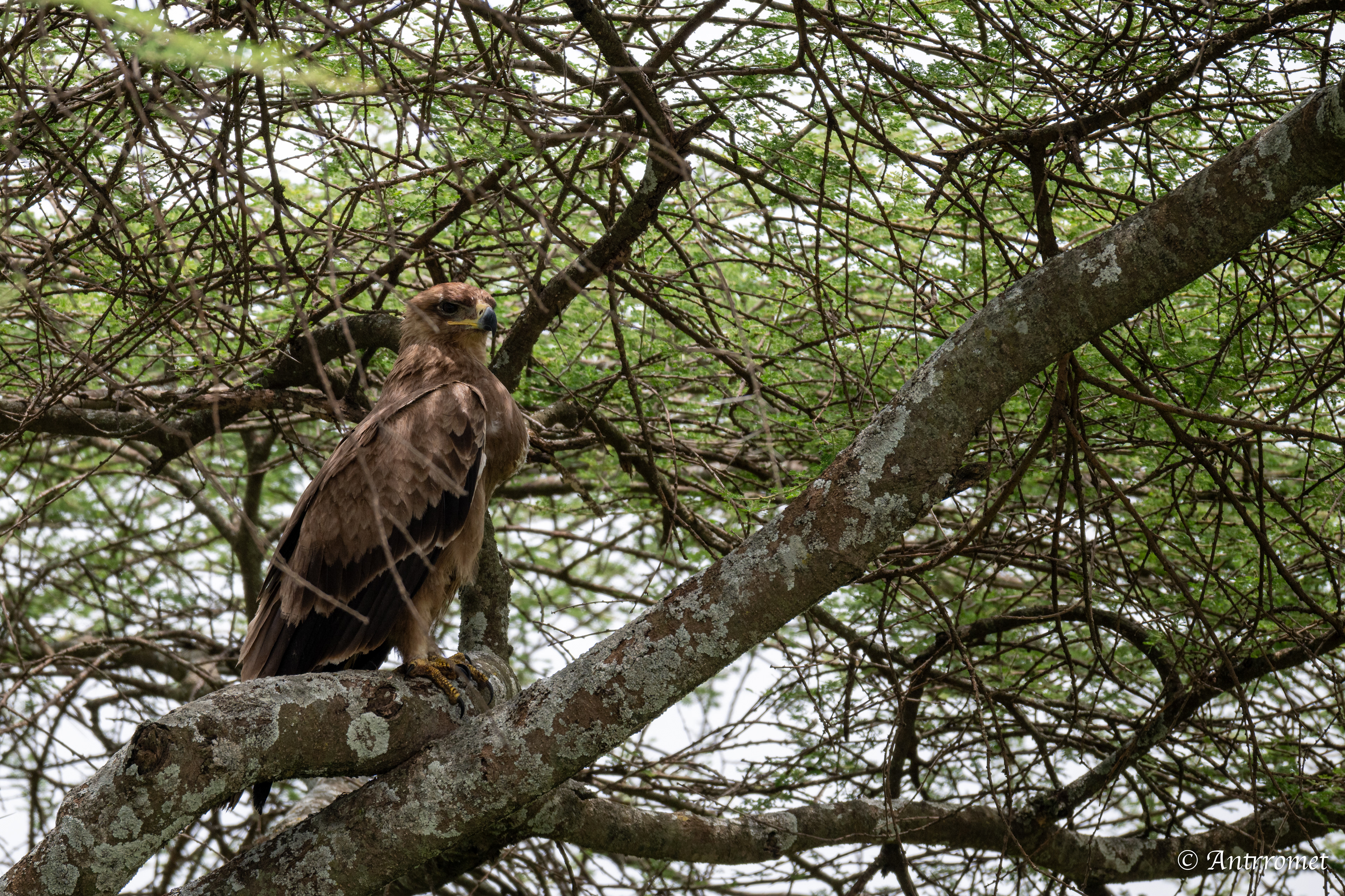 Tawny eagle