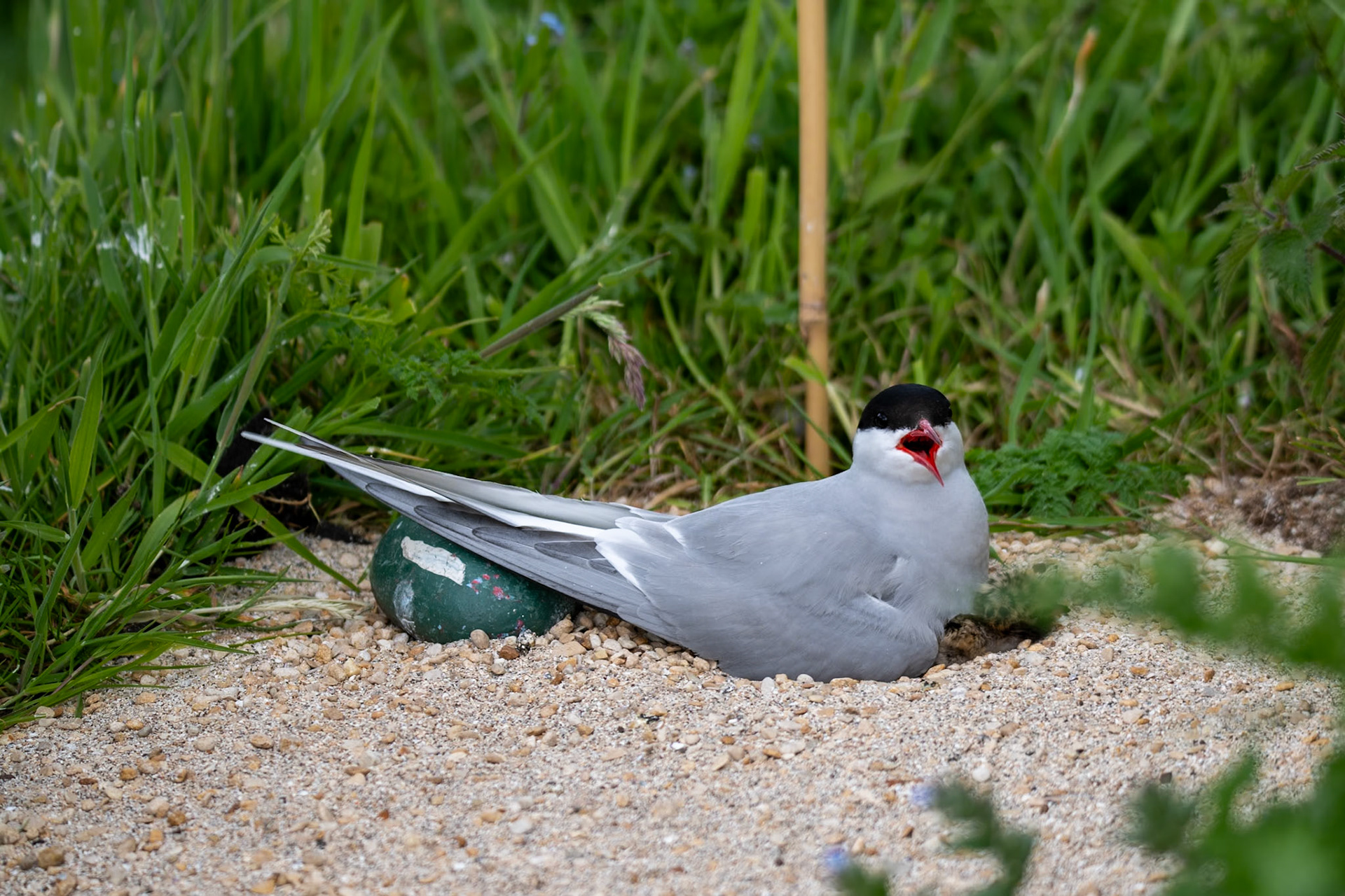 Arctic tern and its chick, Farne Islands