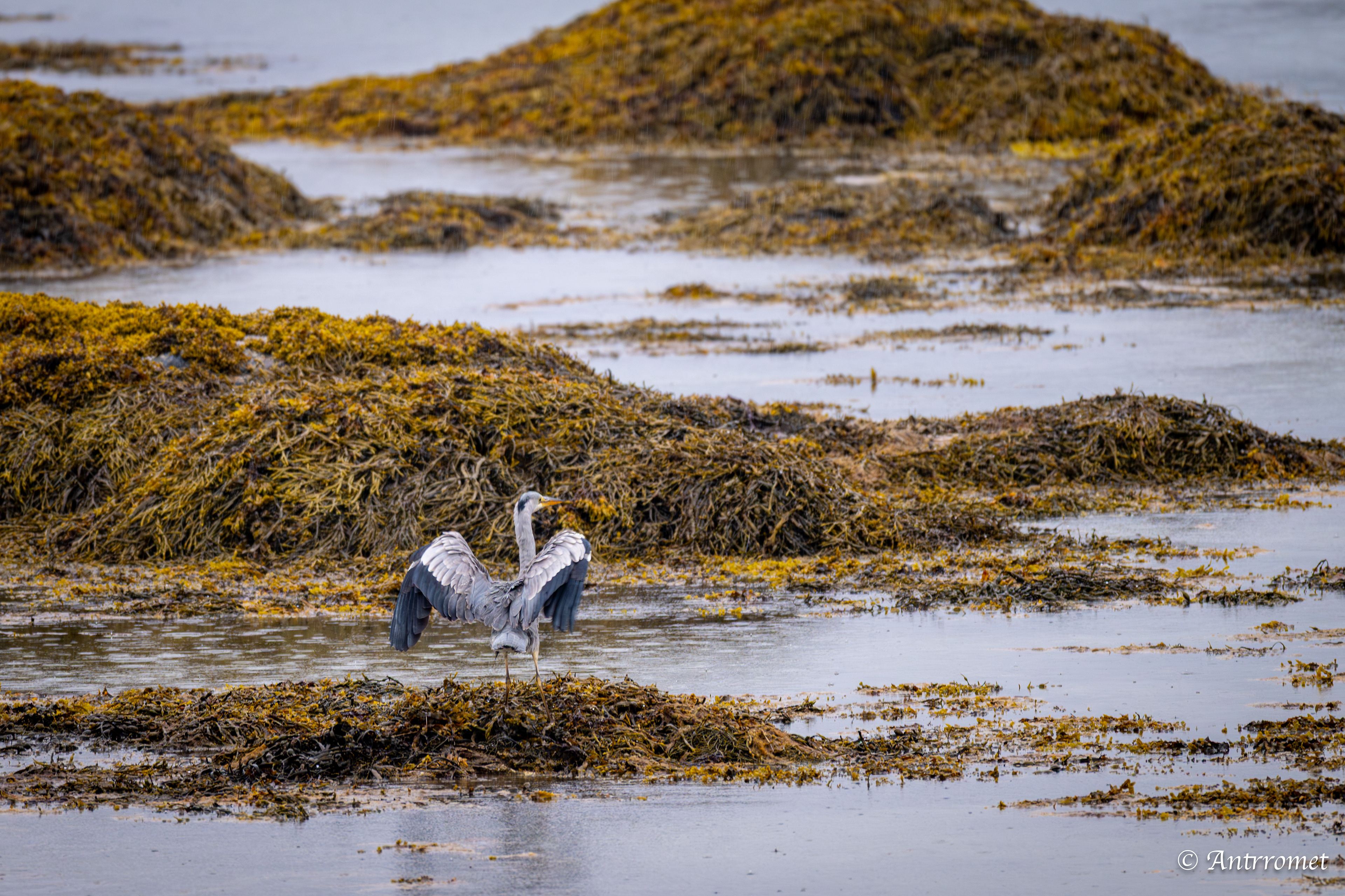 Heron at Godøystraumen rasteplass