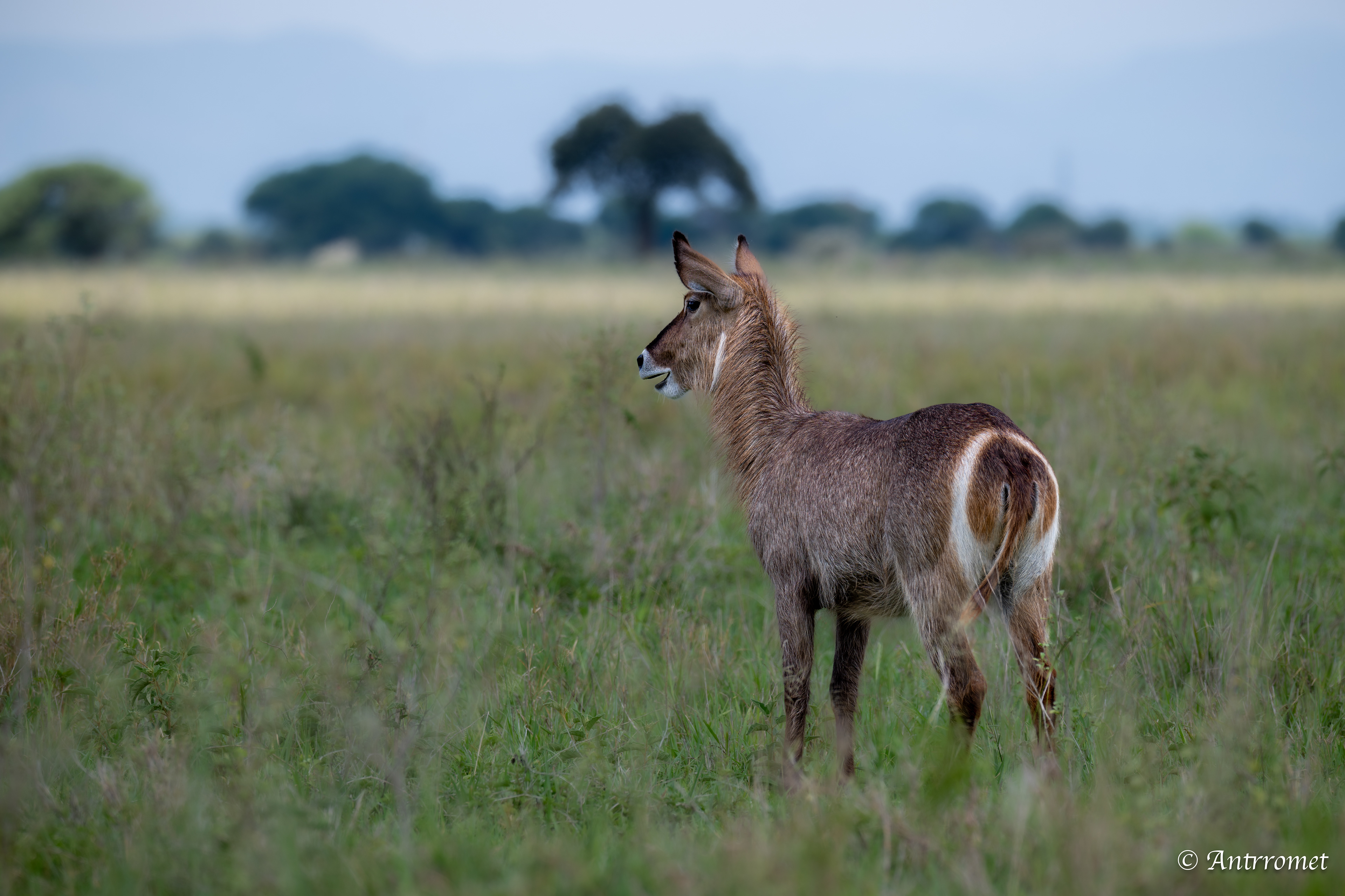 Female Waterbuck
