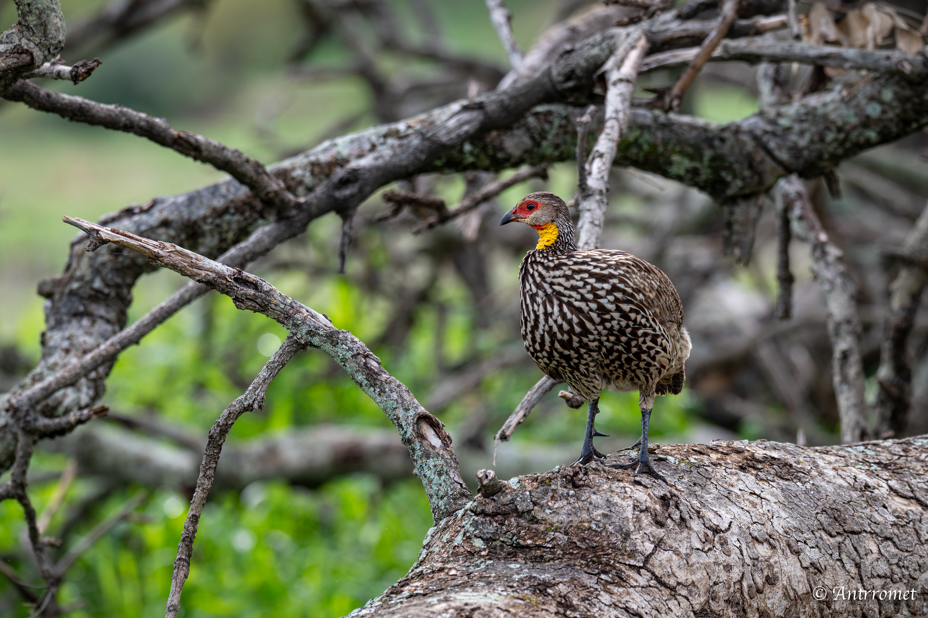 Yellow-necked Spurfowl