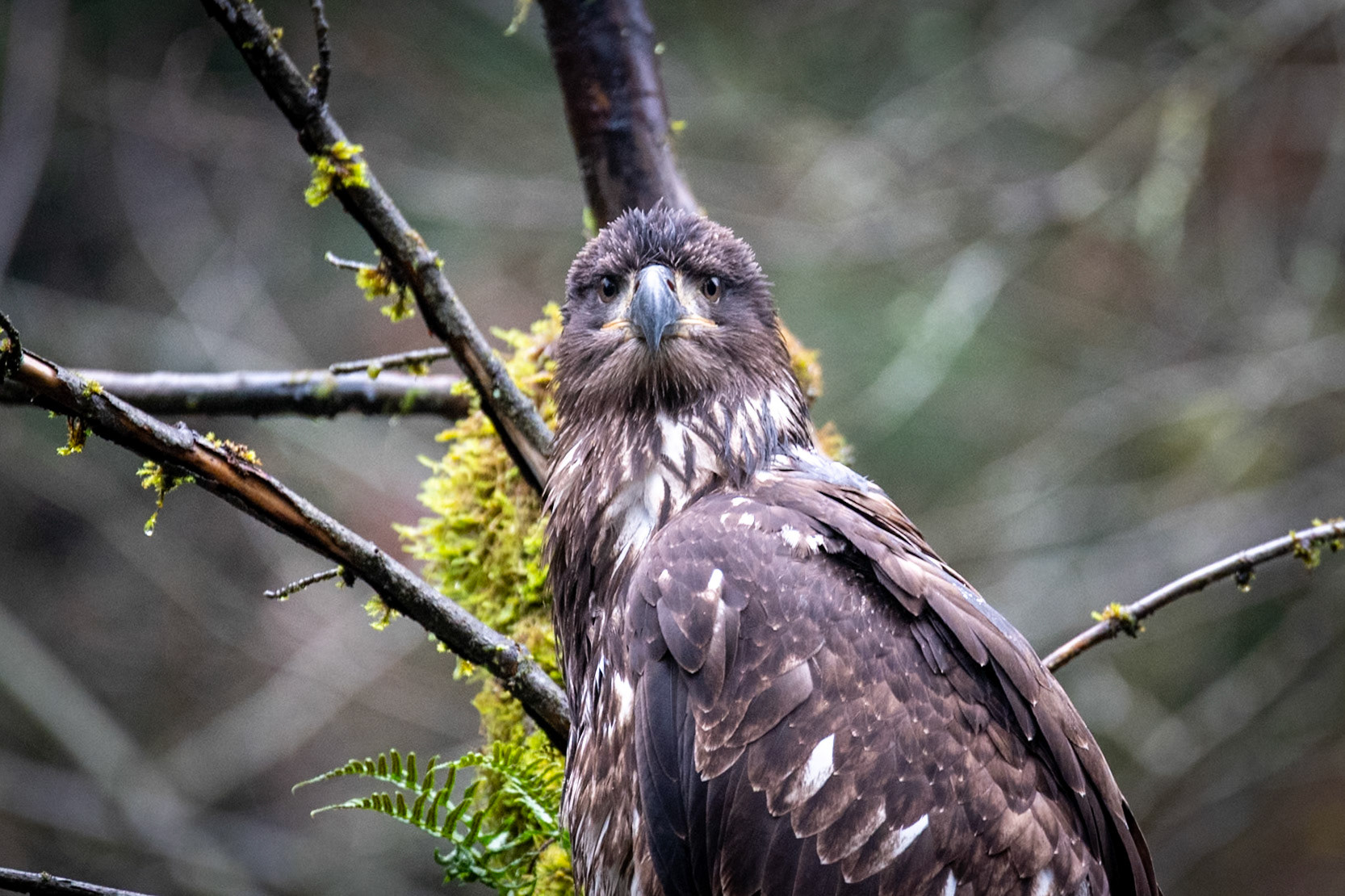 Juvenile eagle at Goldstream Provincial Park