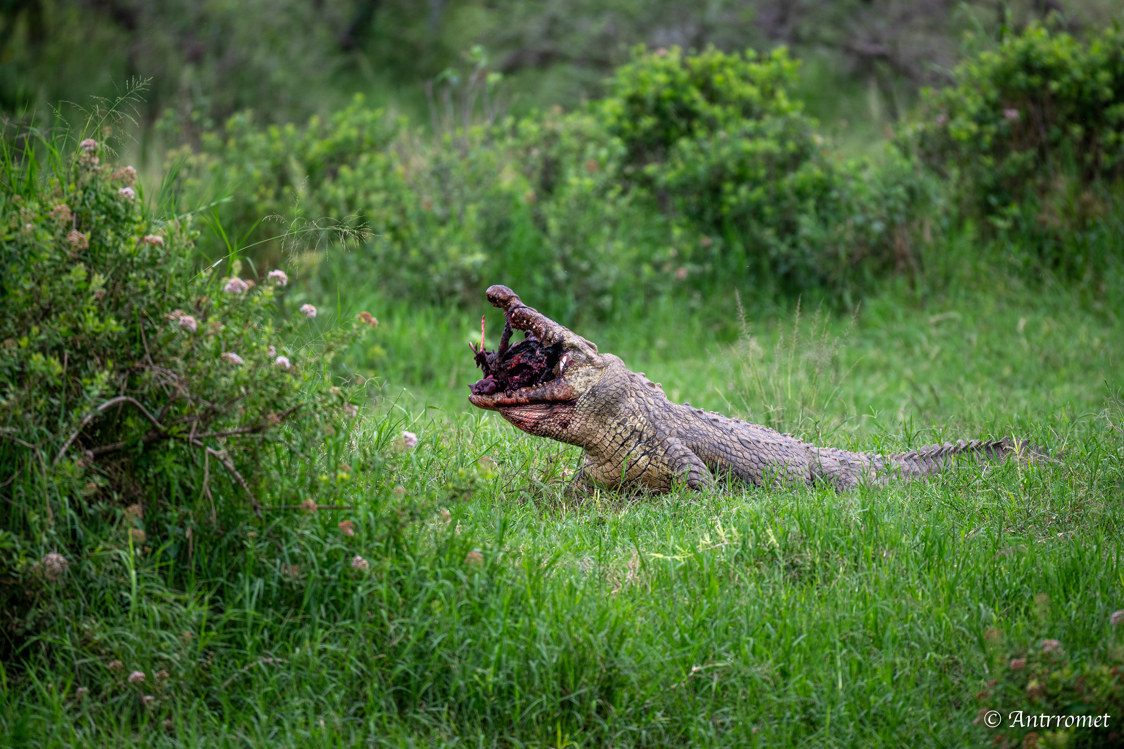 Nile Crocodile devouring a warthog