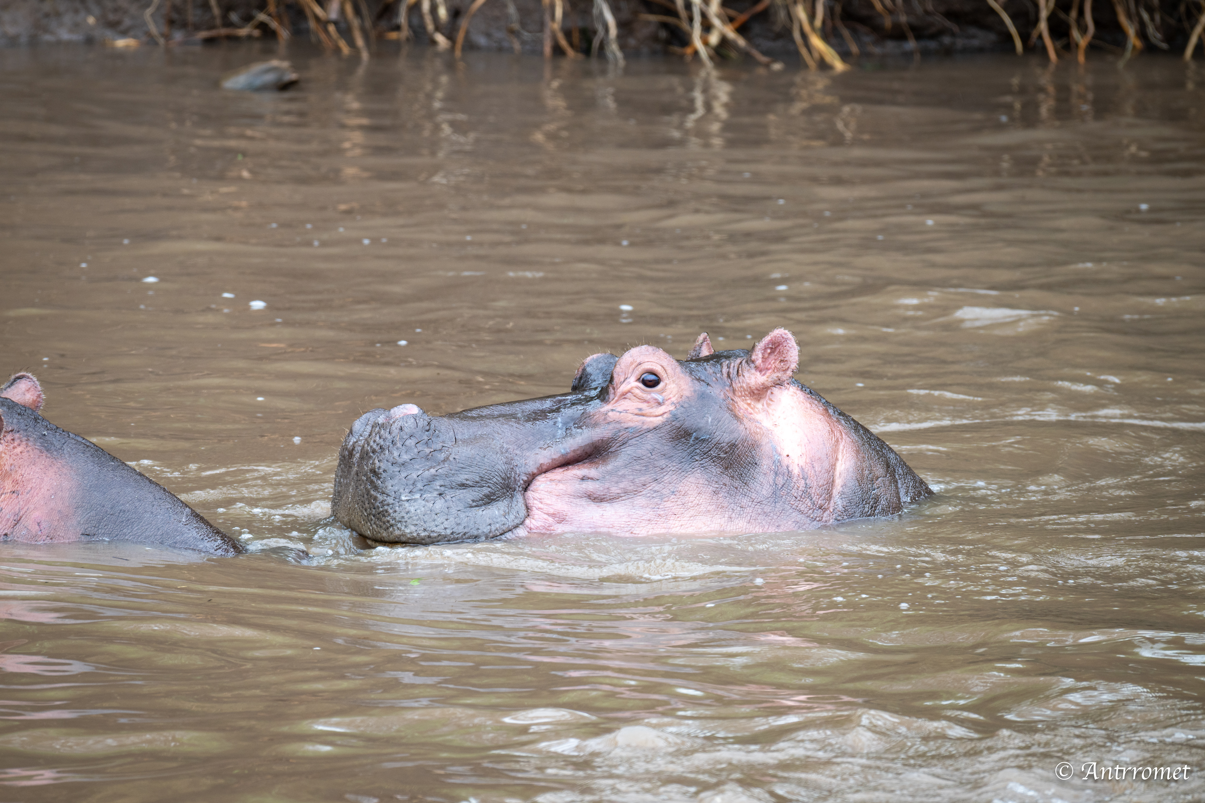 Hippopotamuses