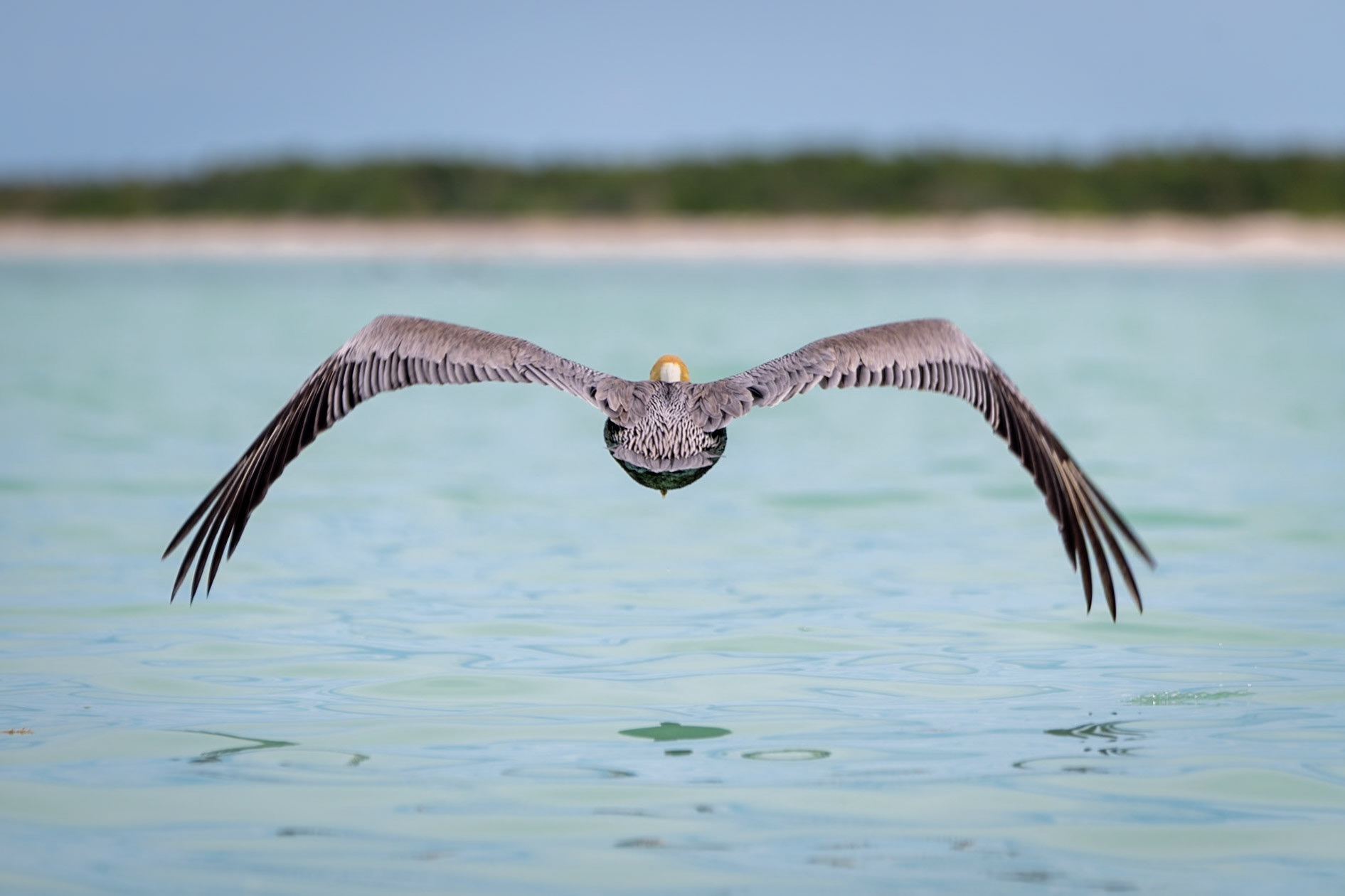 Pelican at Punta Mosquito