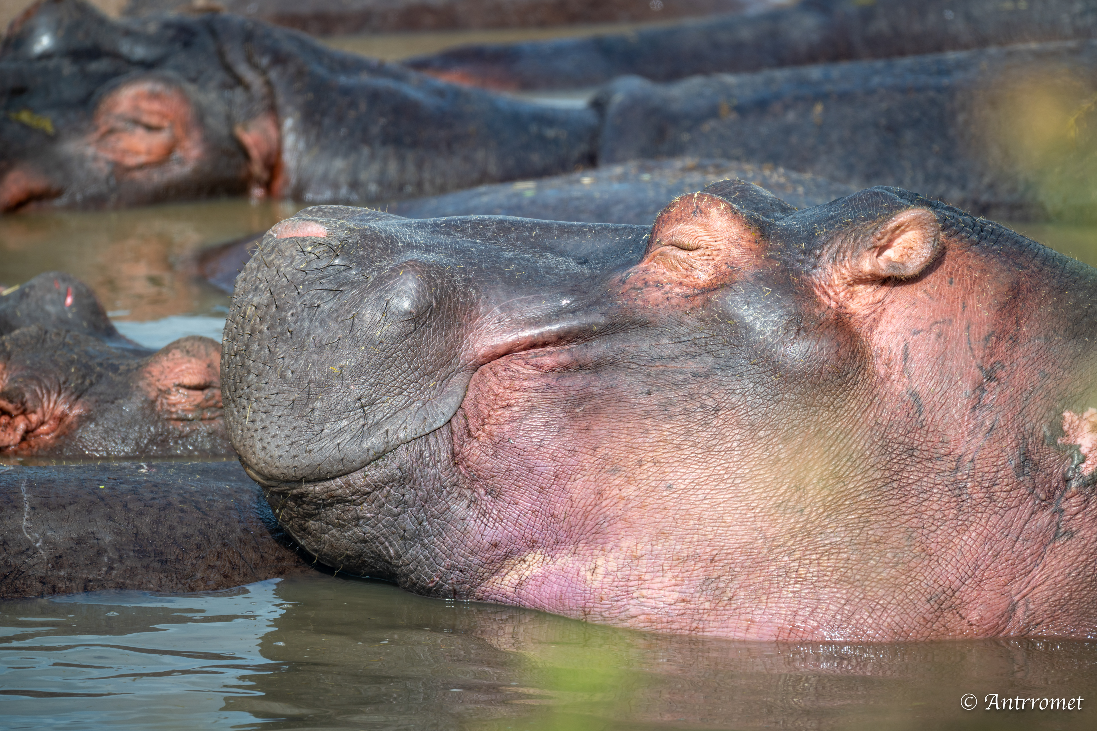Hippopotamuses